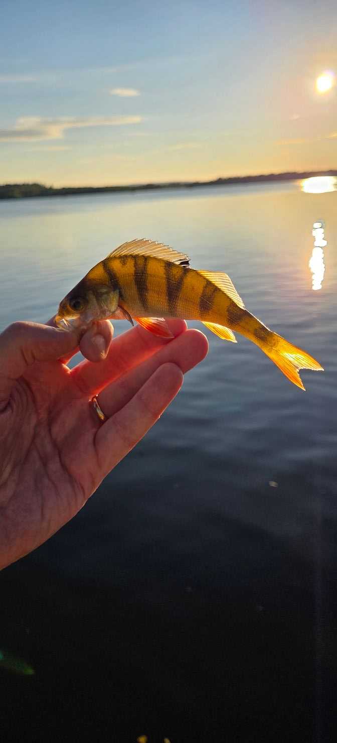 Kuva saaliista