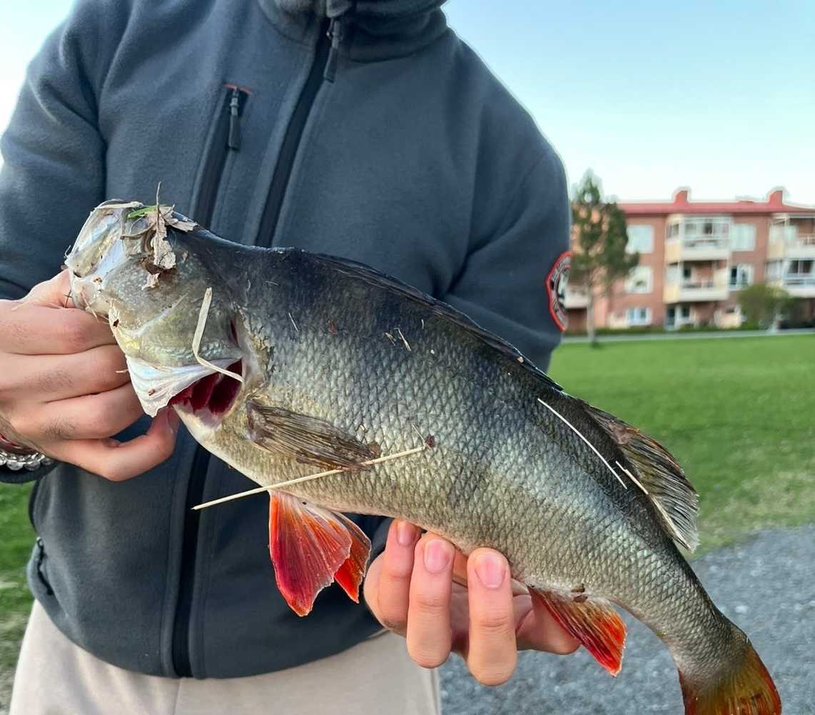 Bild des Fangs