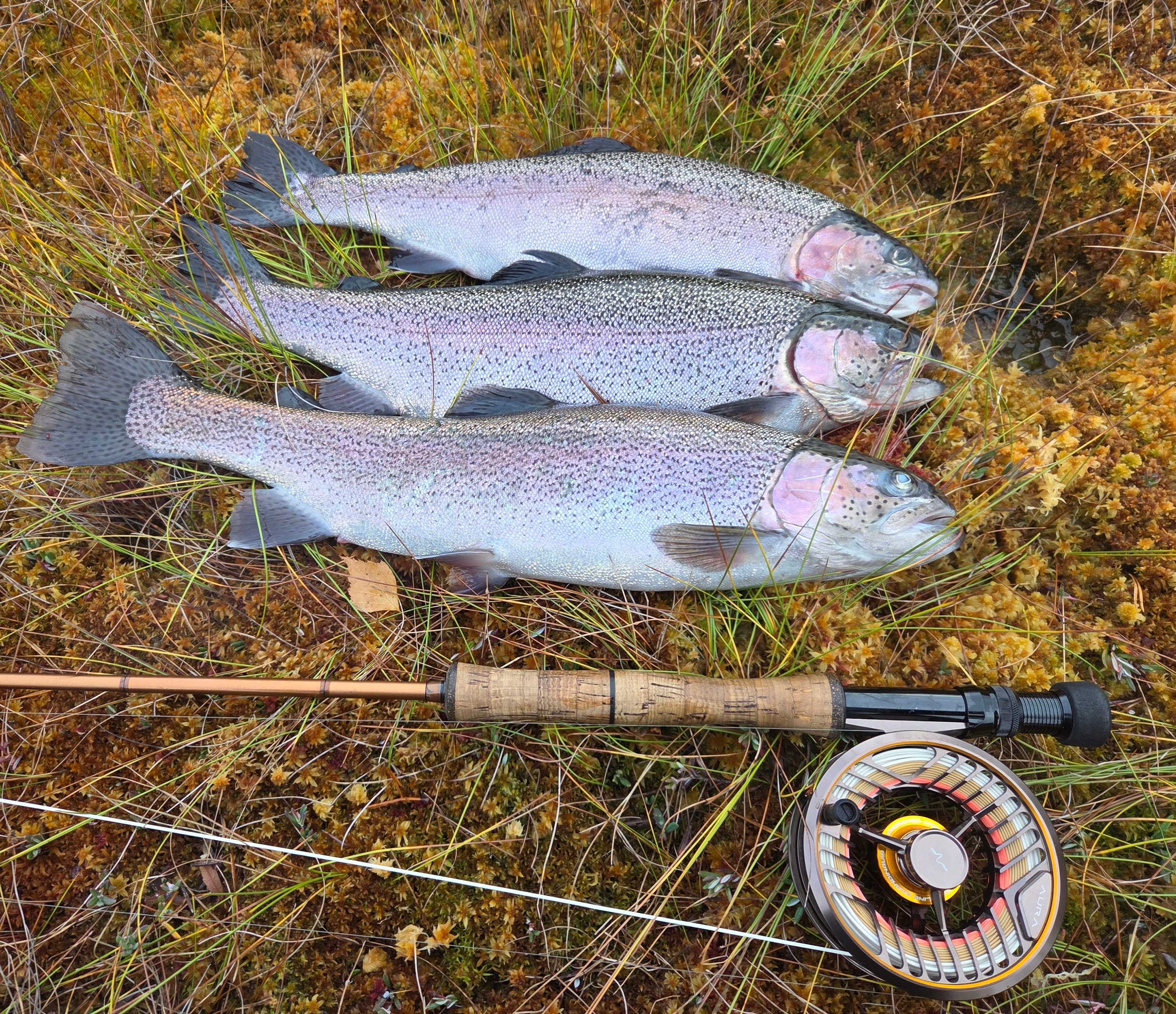 Image of catch
