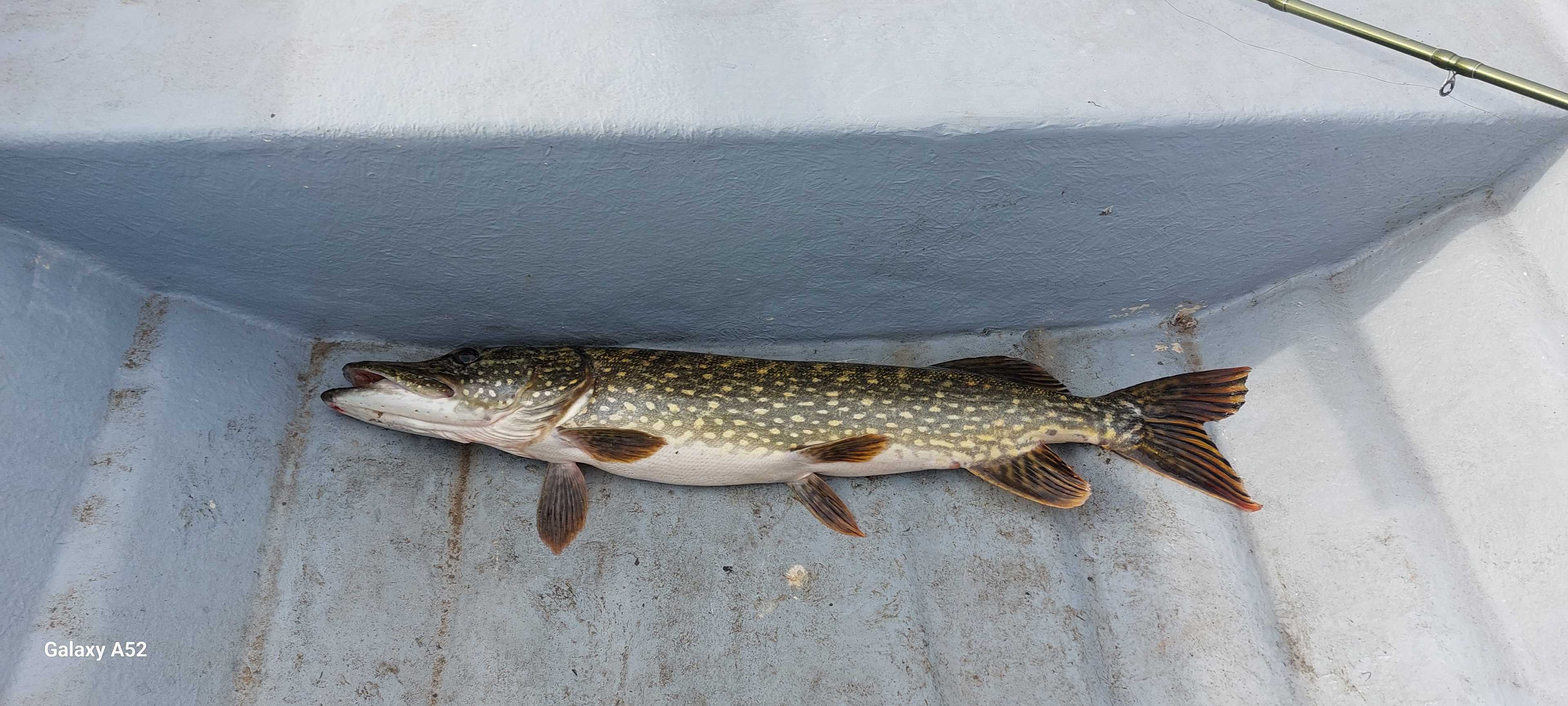 Fångstrapportbild
