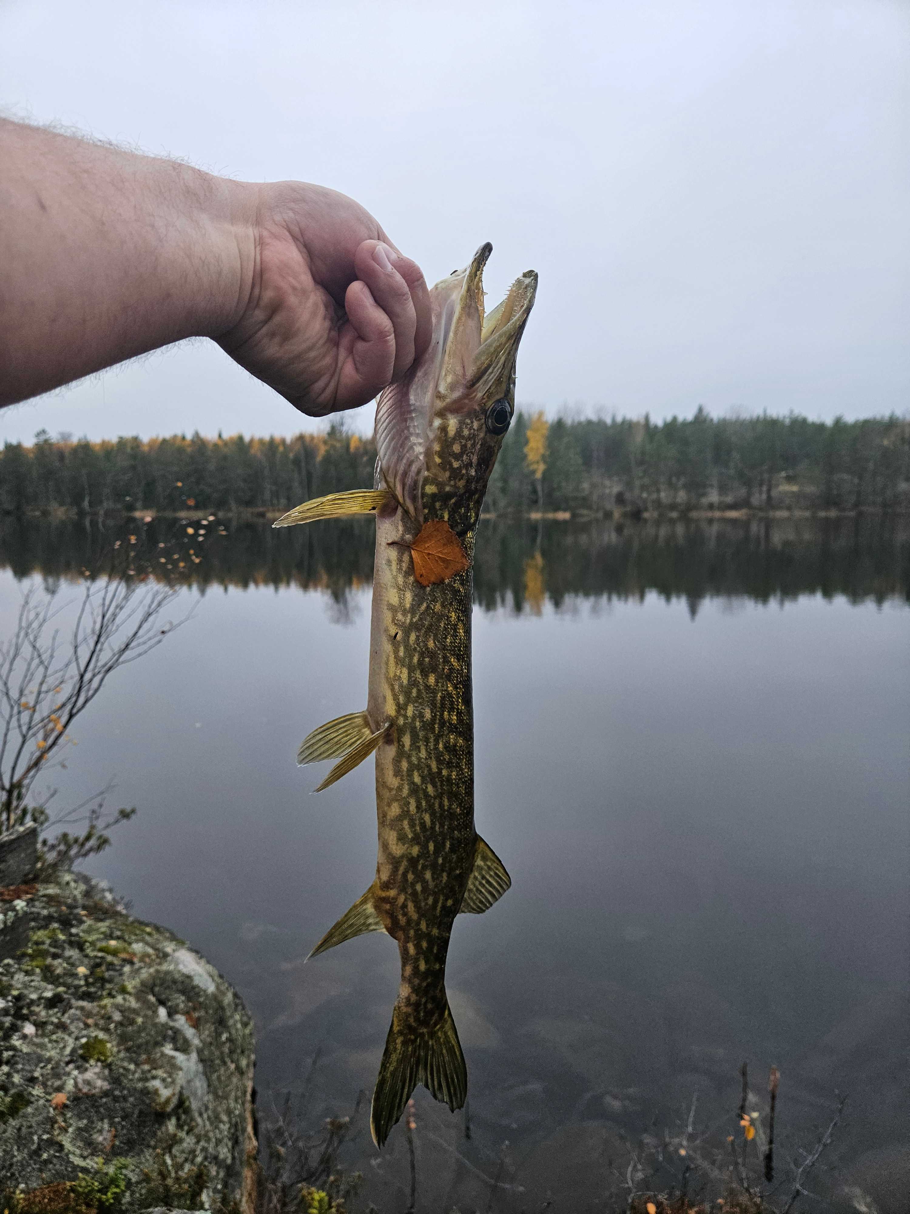 Kuva saaliista