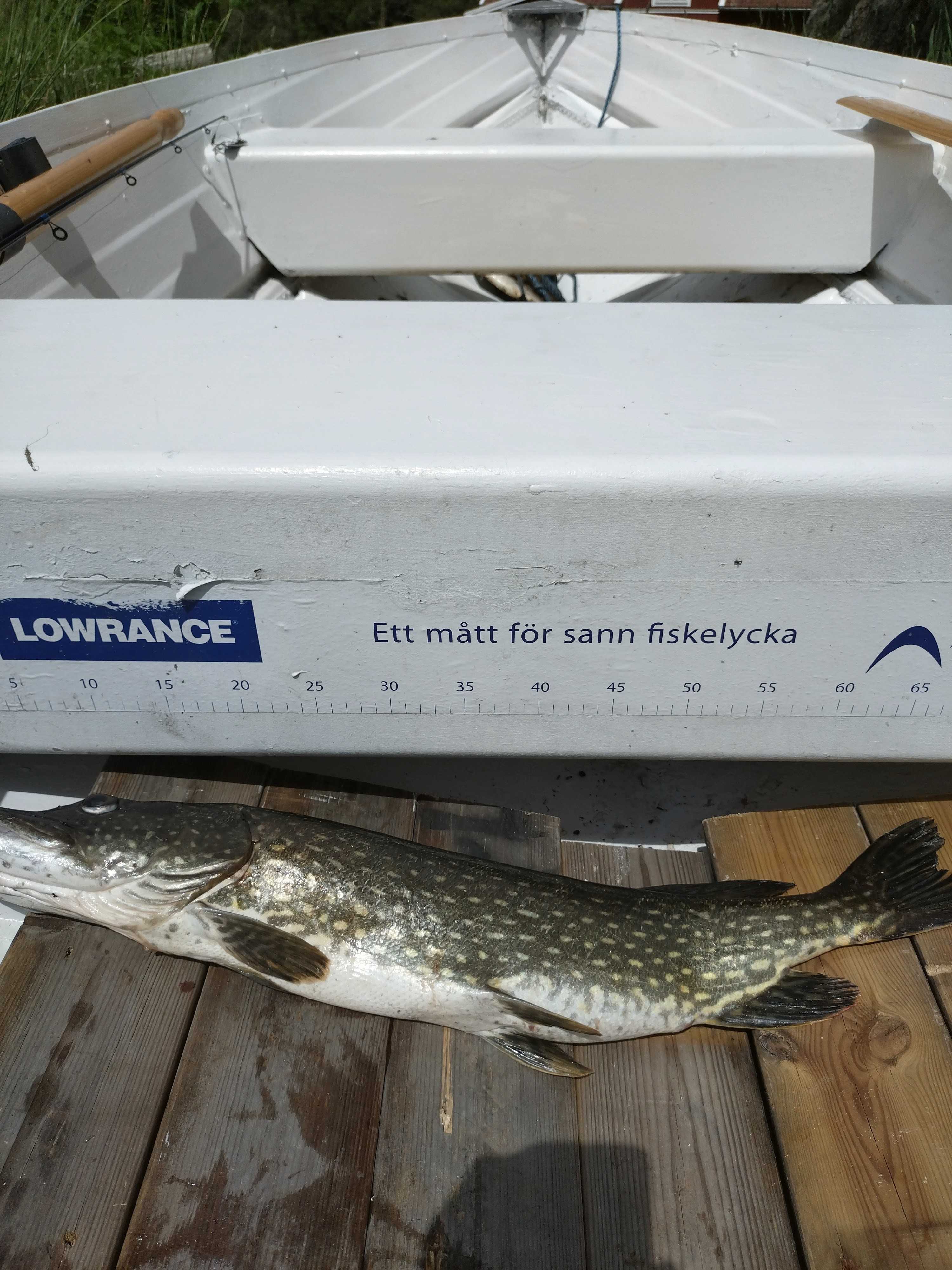 Kuva saaliista