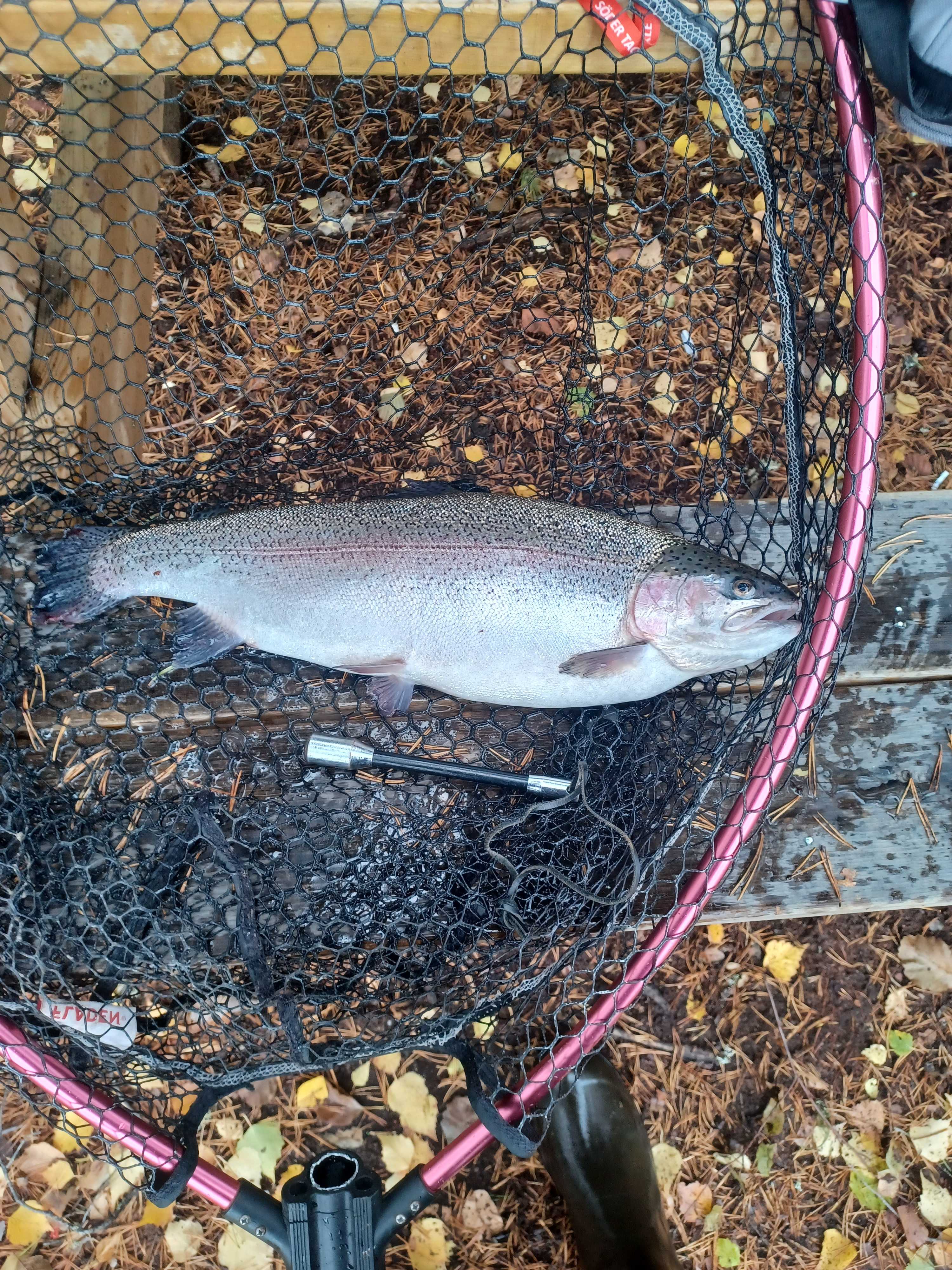 Image of catch