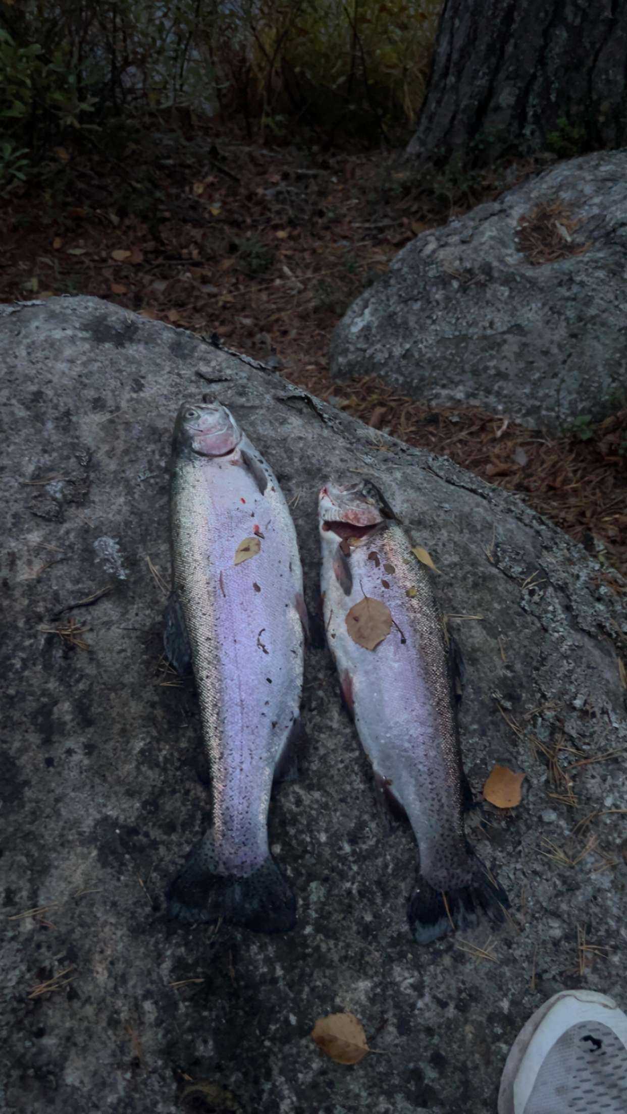Image of catch