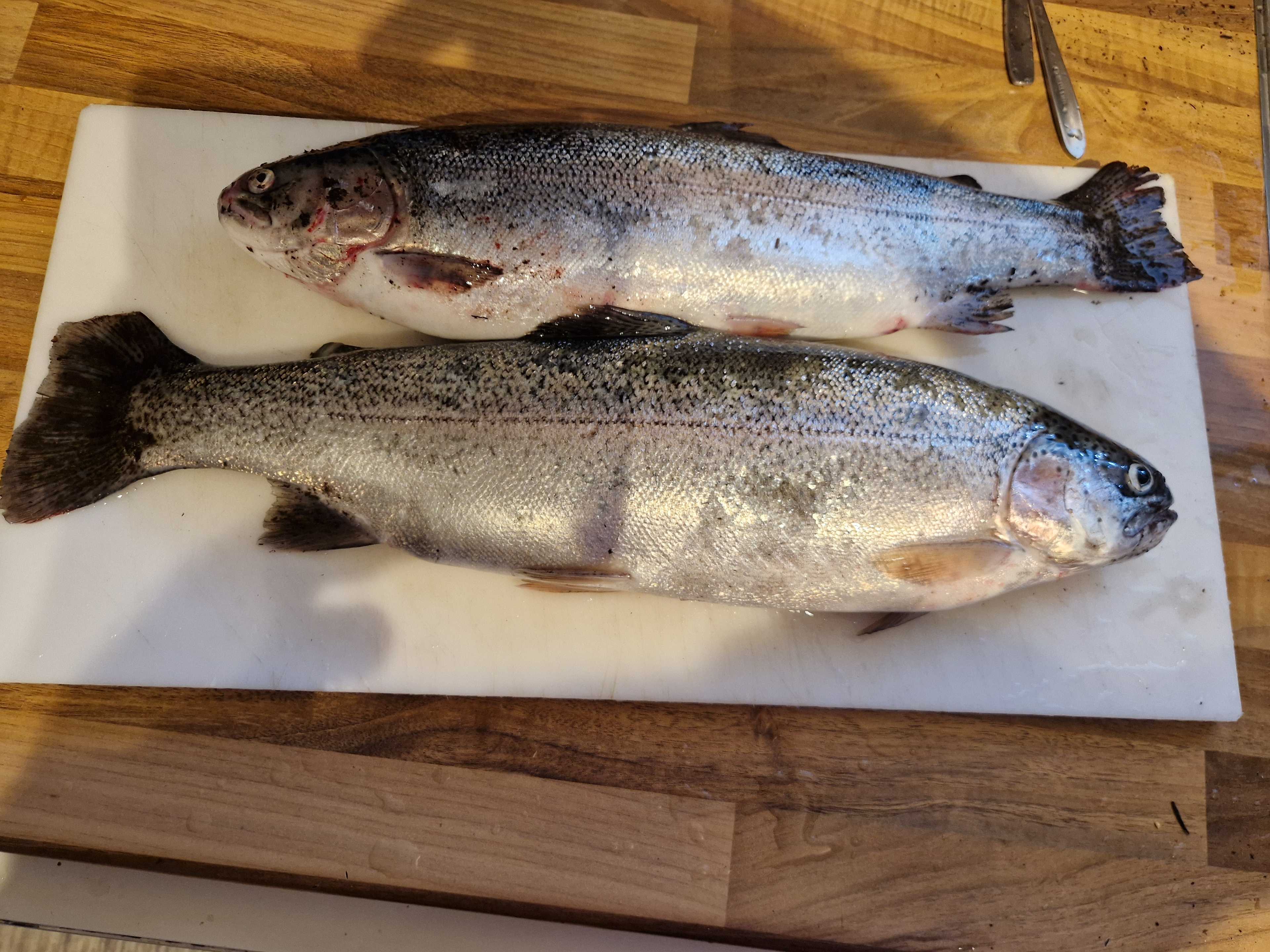 Kuva saaliista