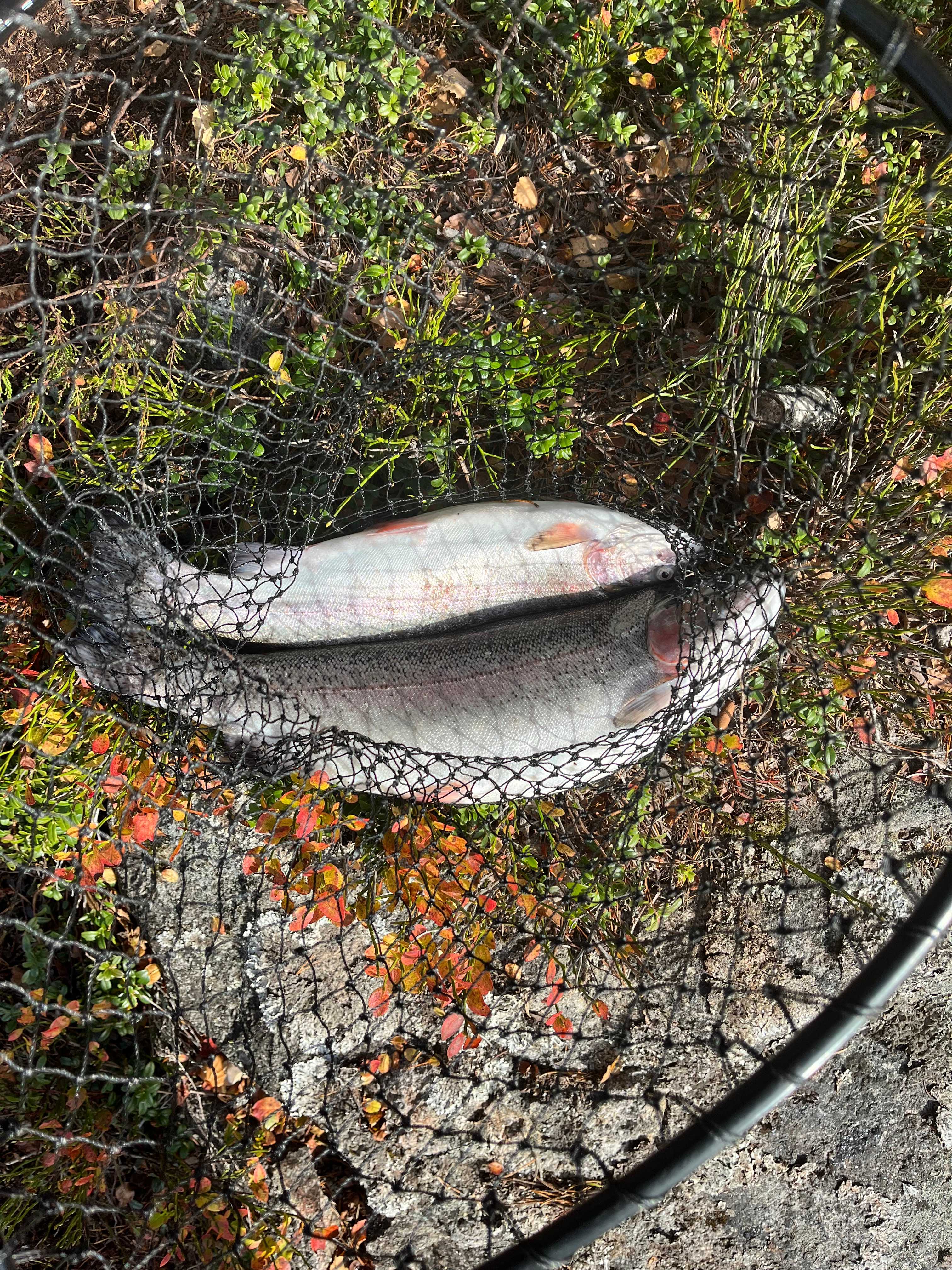 Image of catch