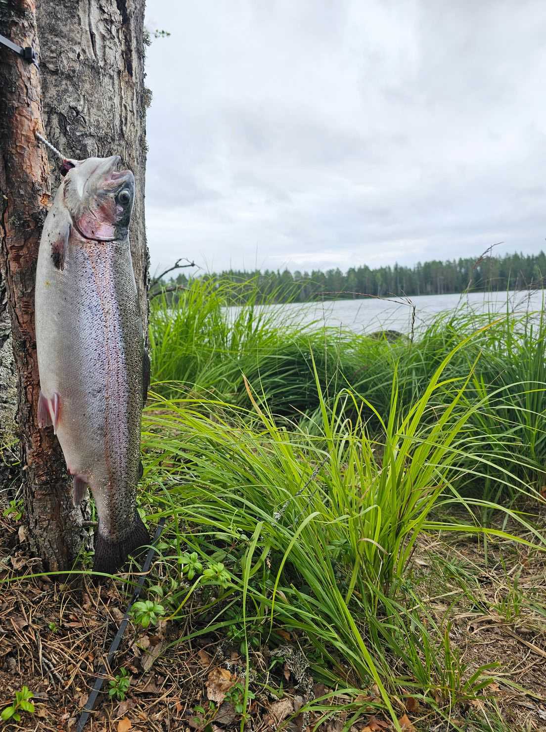 Kuva saaliista