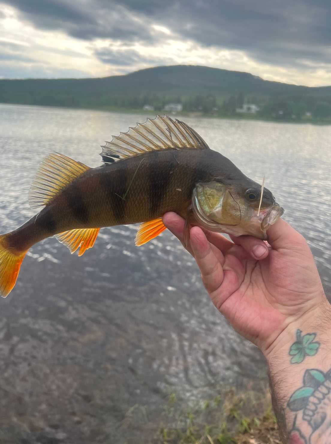 Kuva saaliista