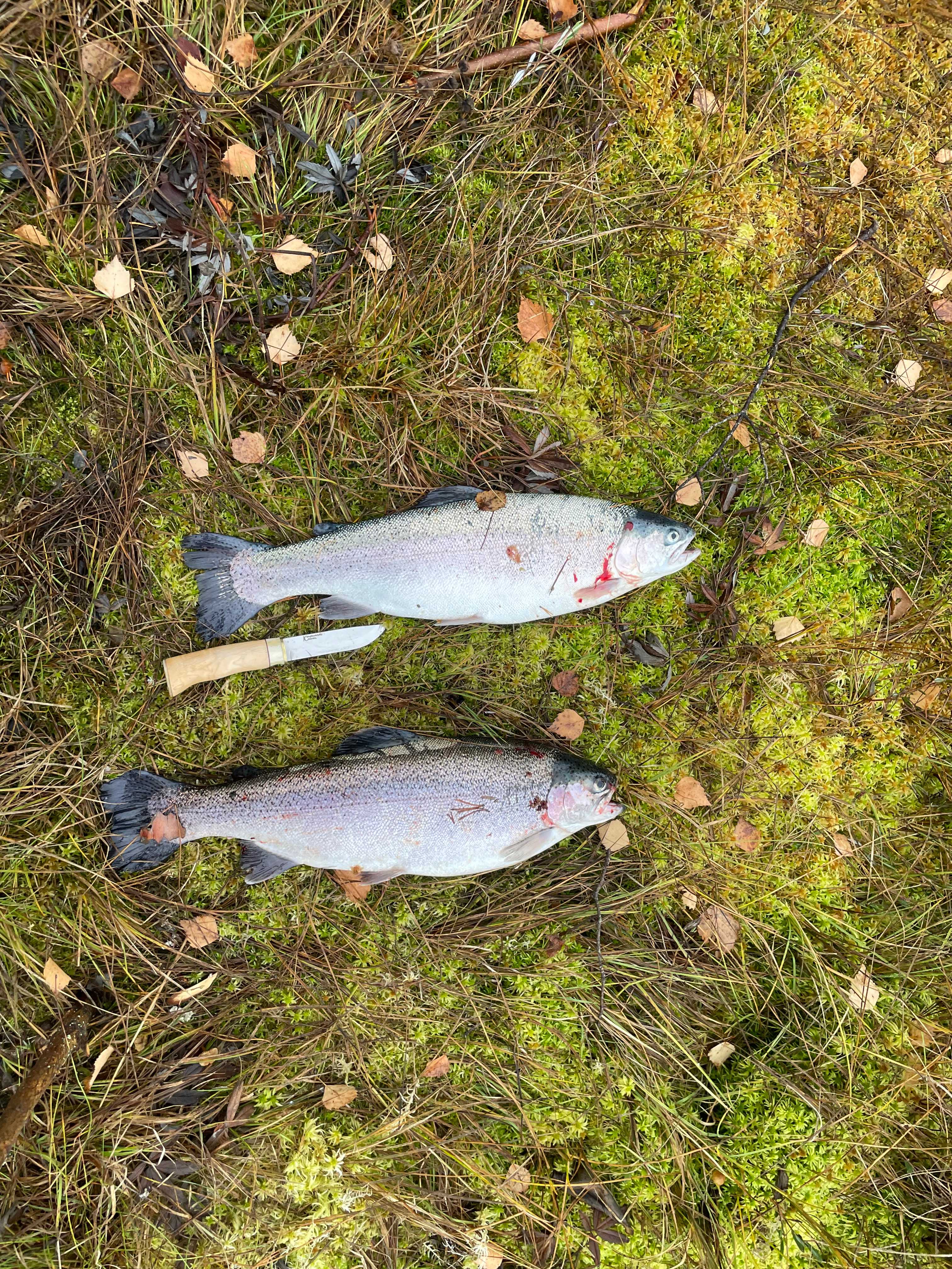 Fångstrapportbild