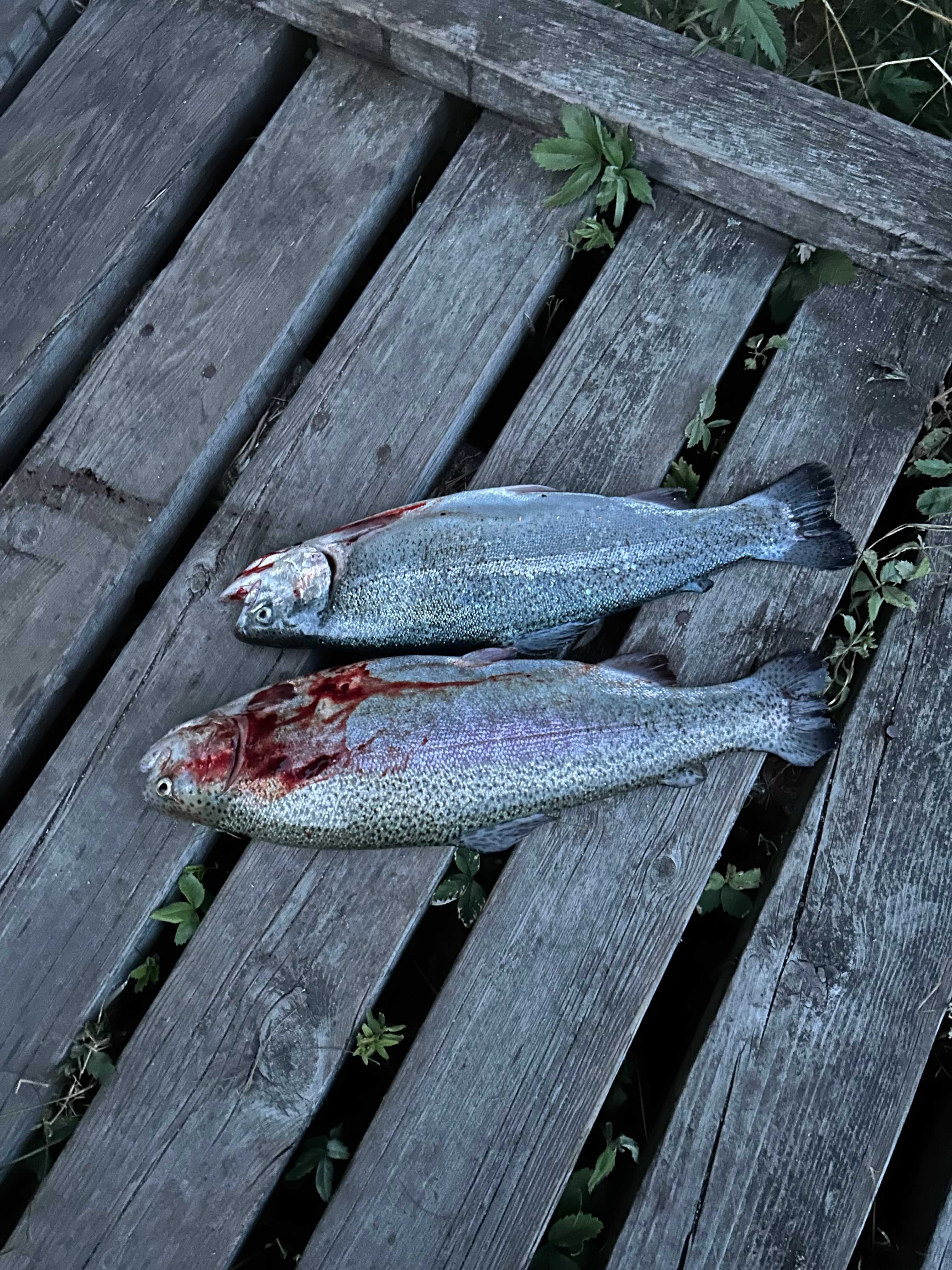 Kuva saaliista