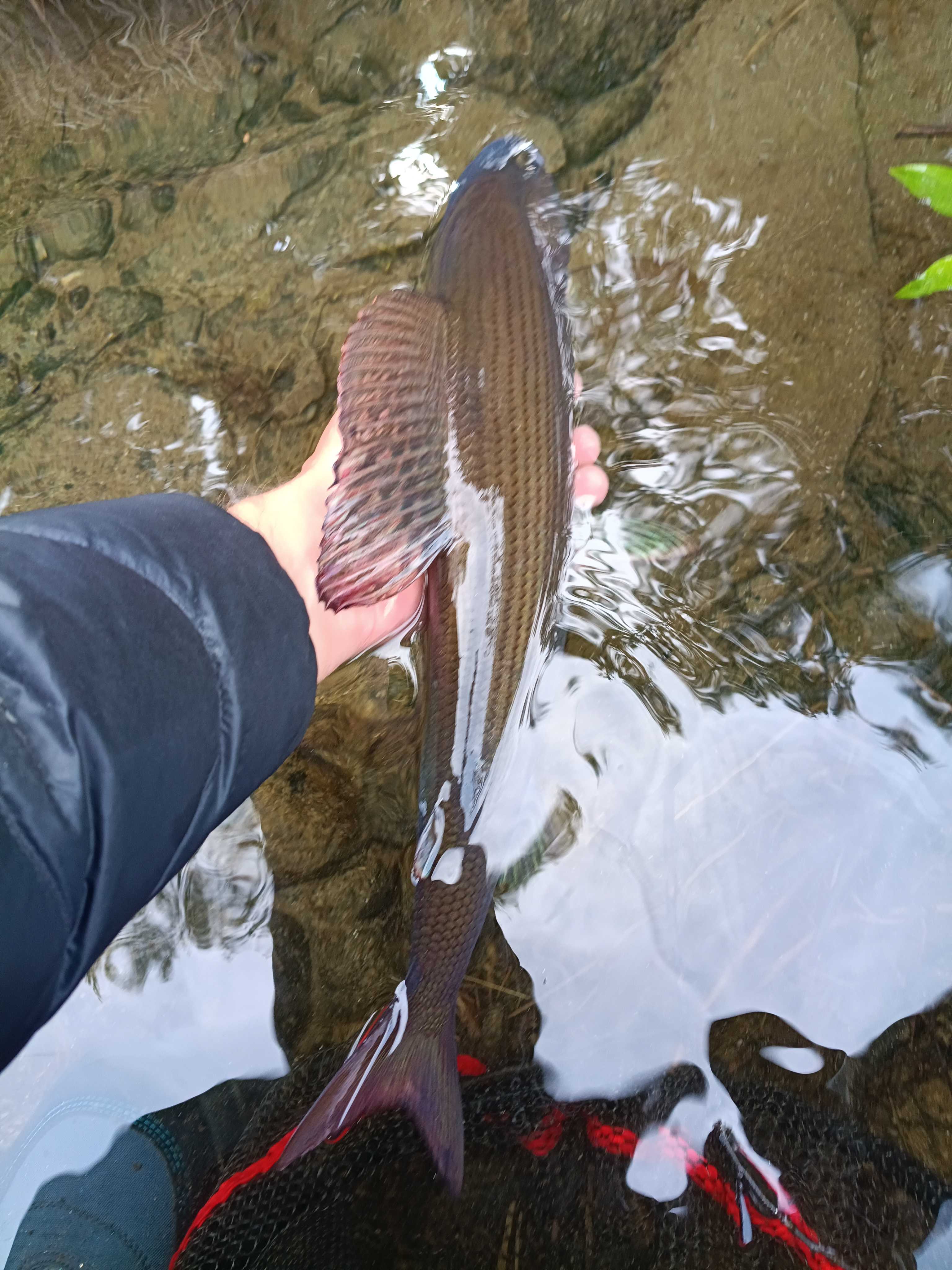 Bild des Fangs