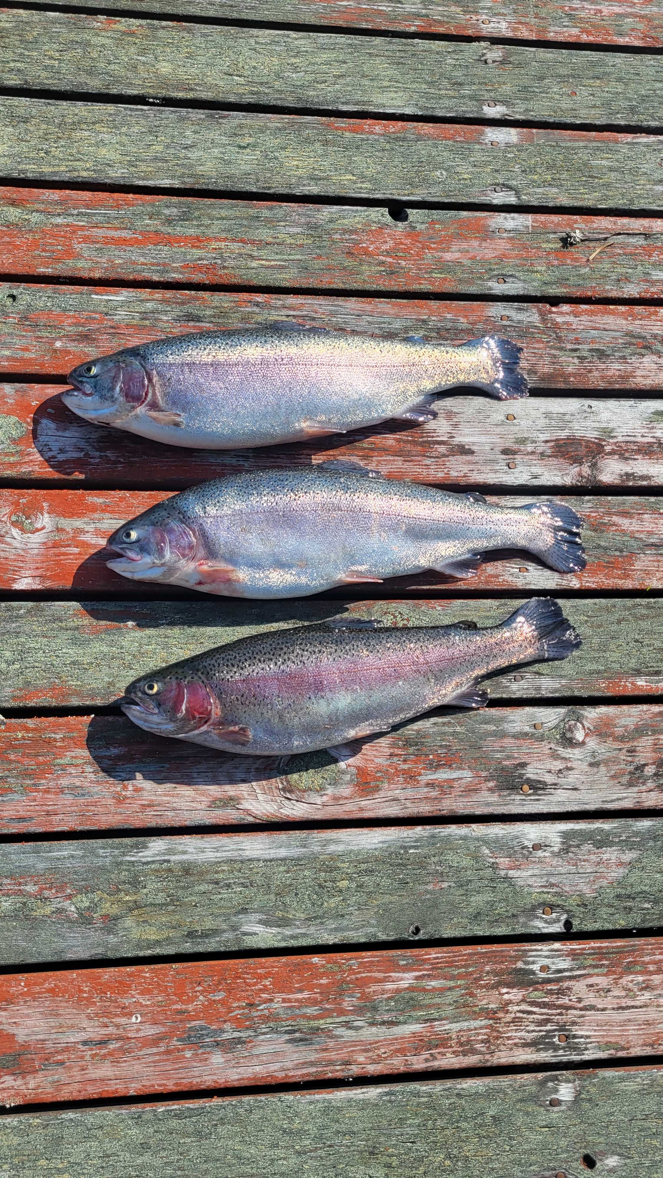 Kuva saaliista
