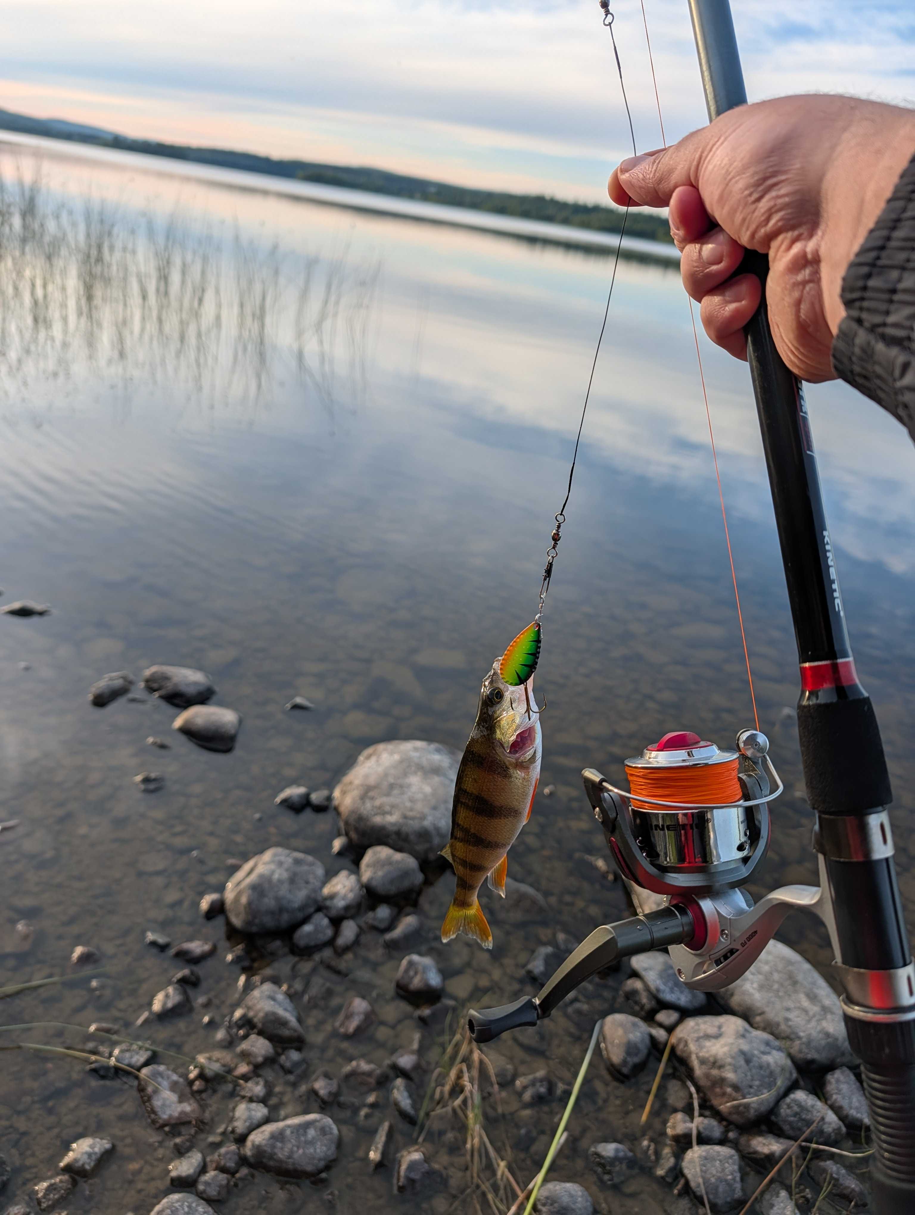 Bild des Fangs