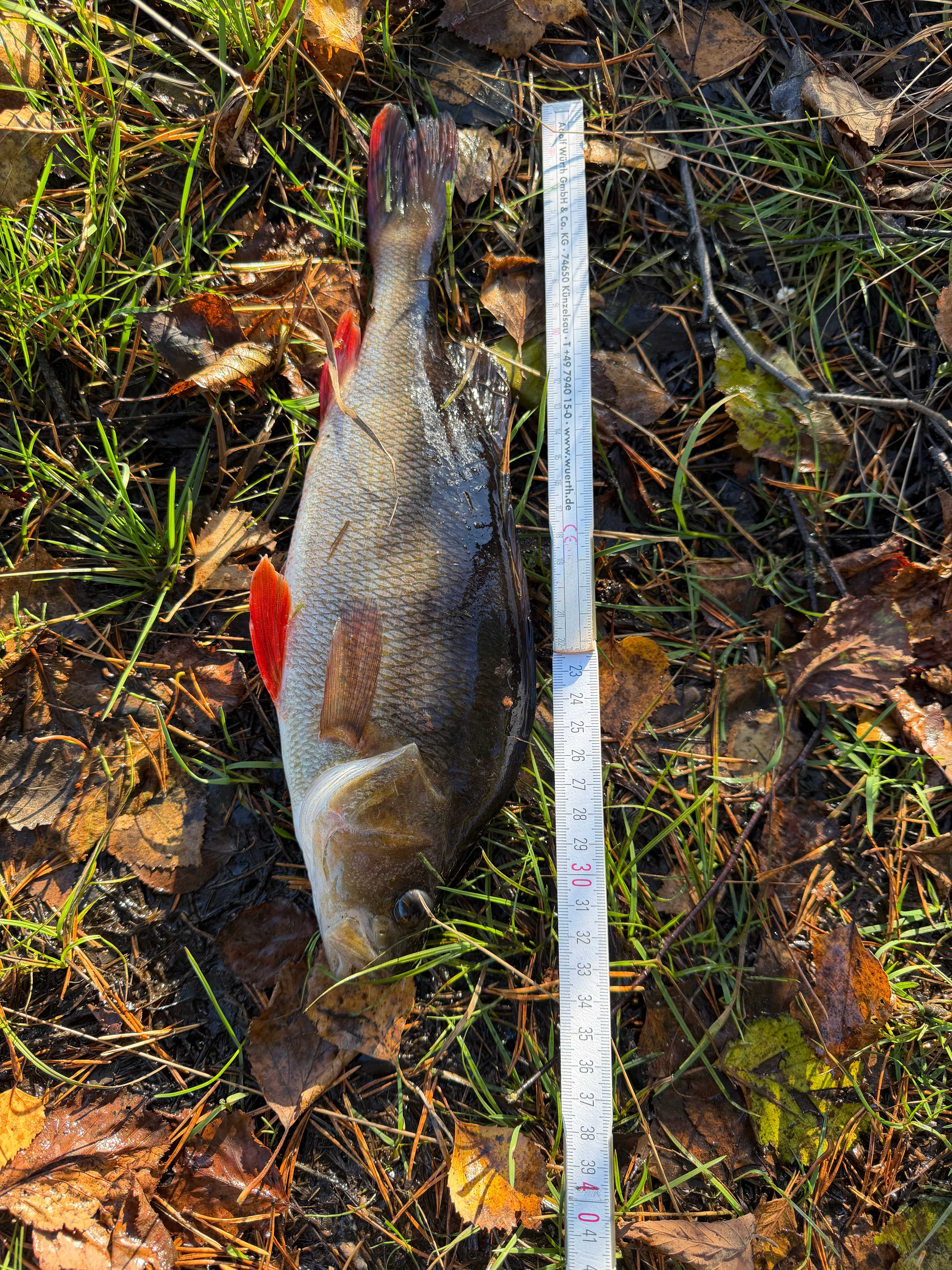 Image of catch