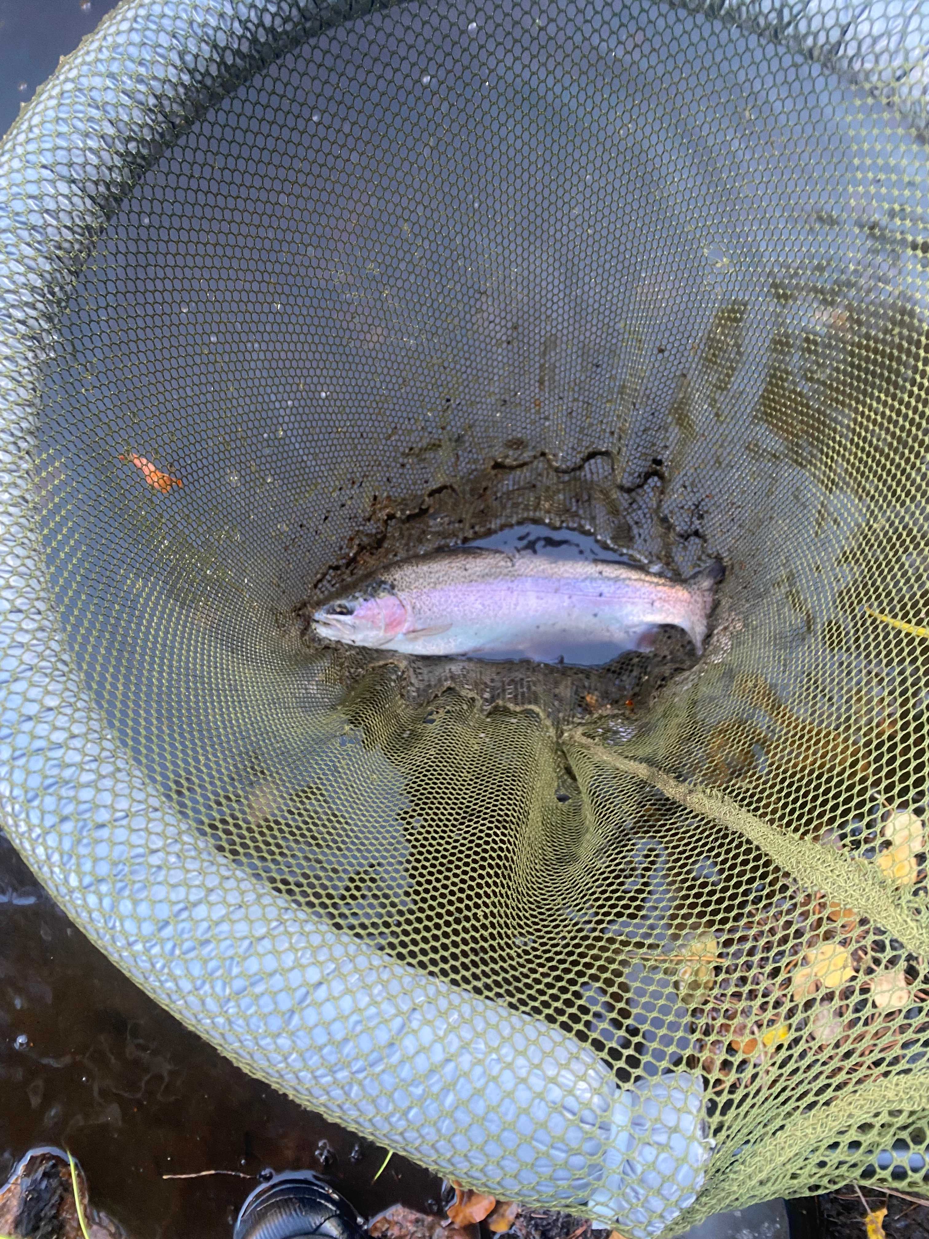 Image of catch