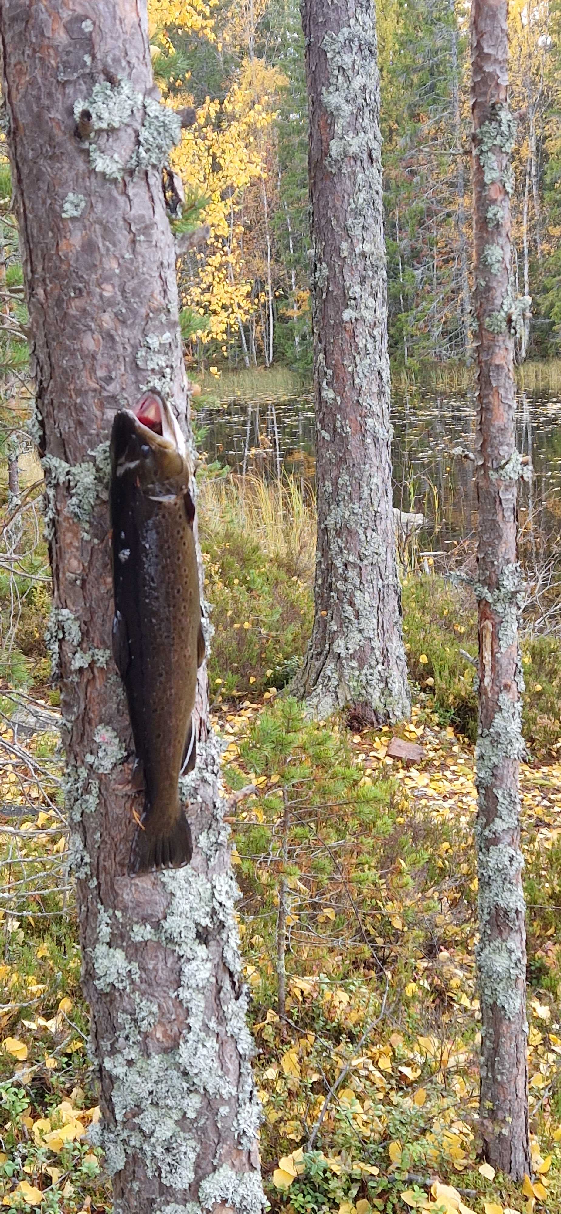 Image of catch