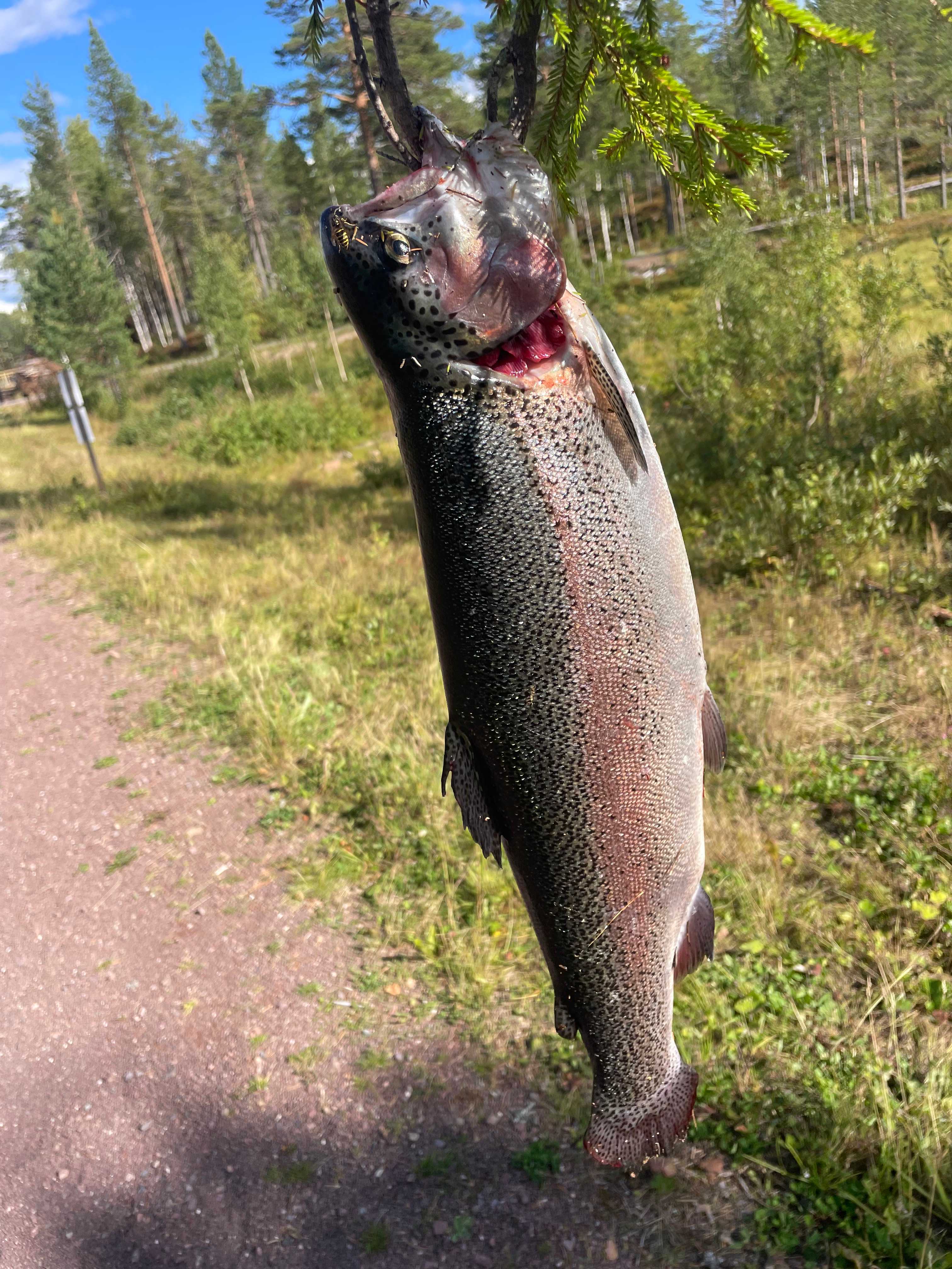 Kuva saaliista