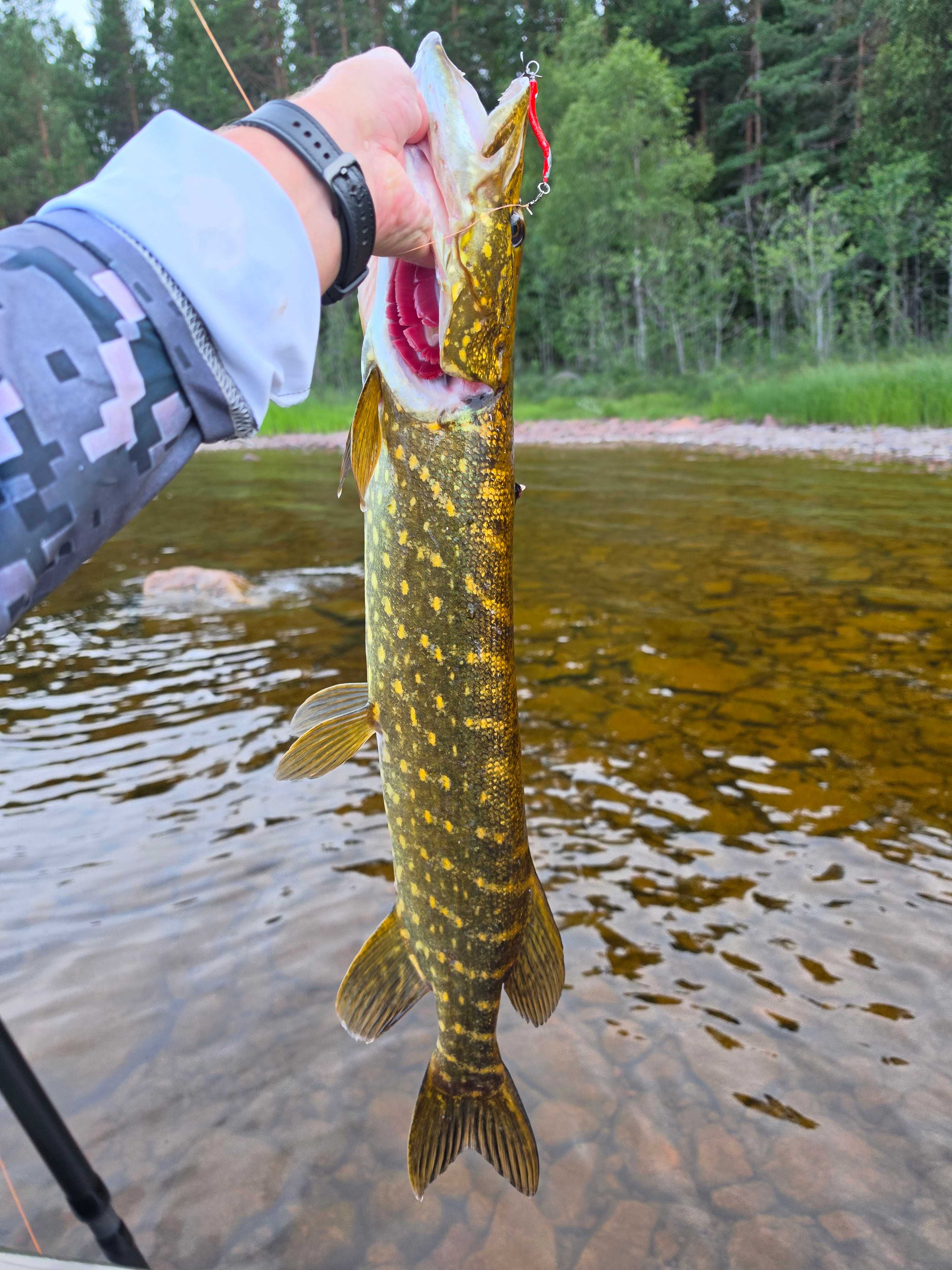 Bild des Fangs