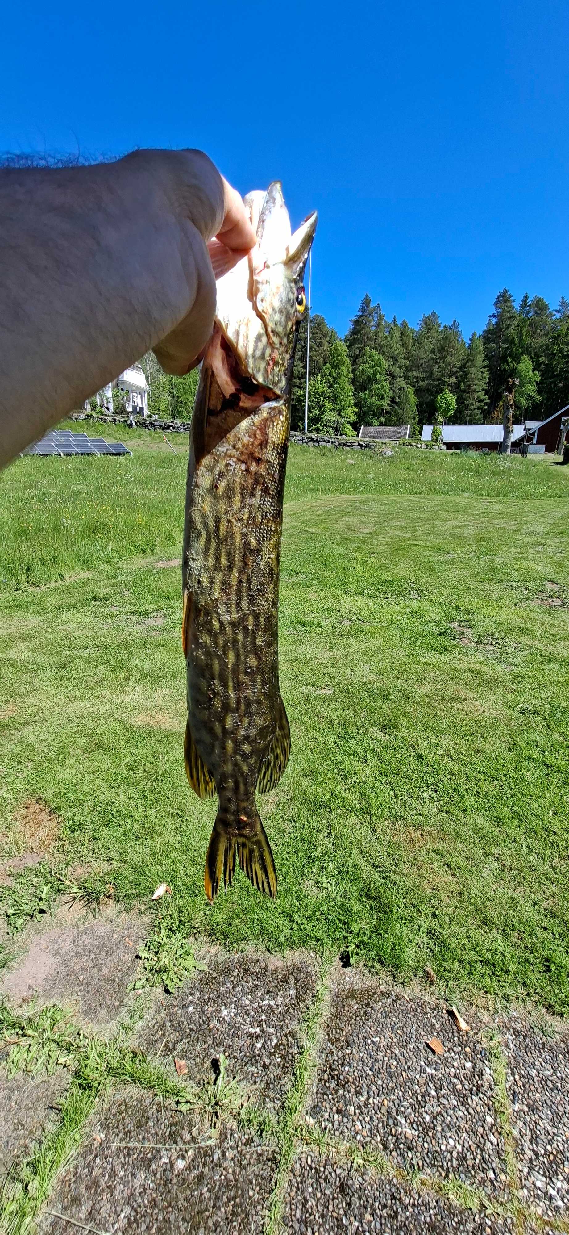 Kuva saaliista