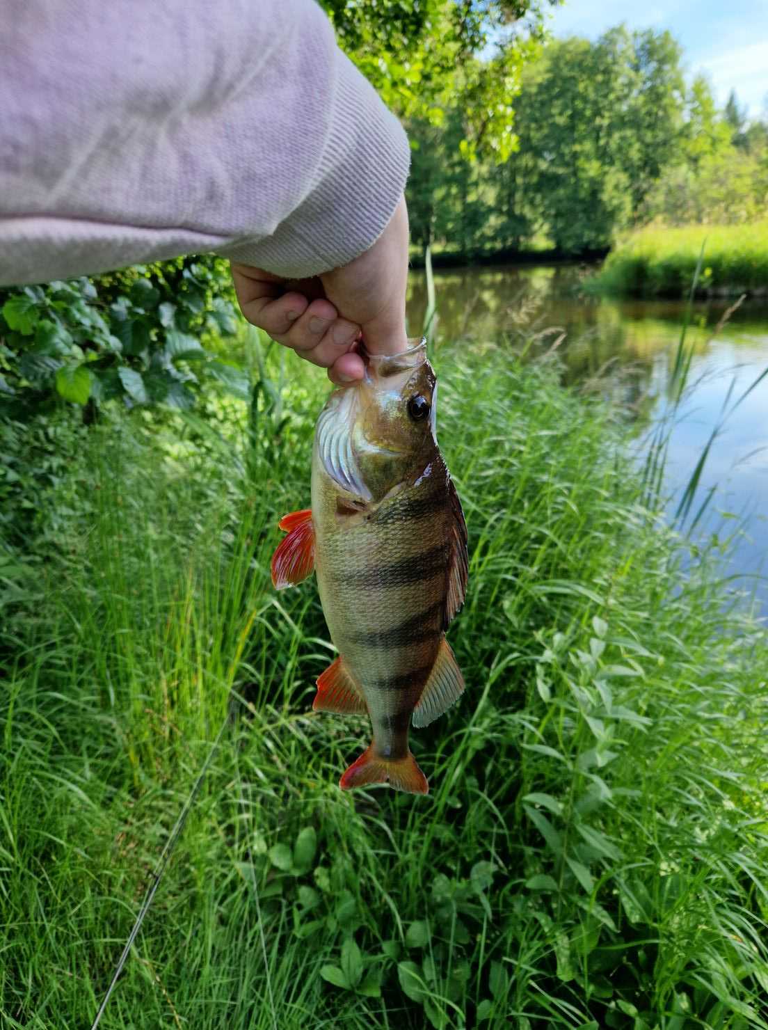 Kuva saaliista
