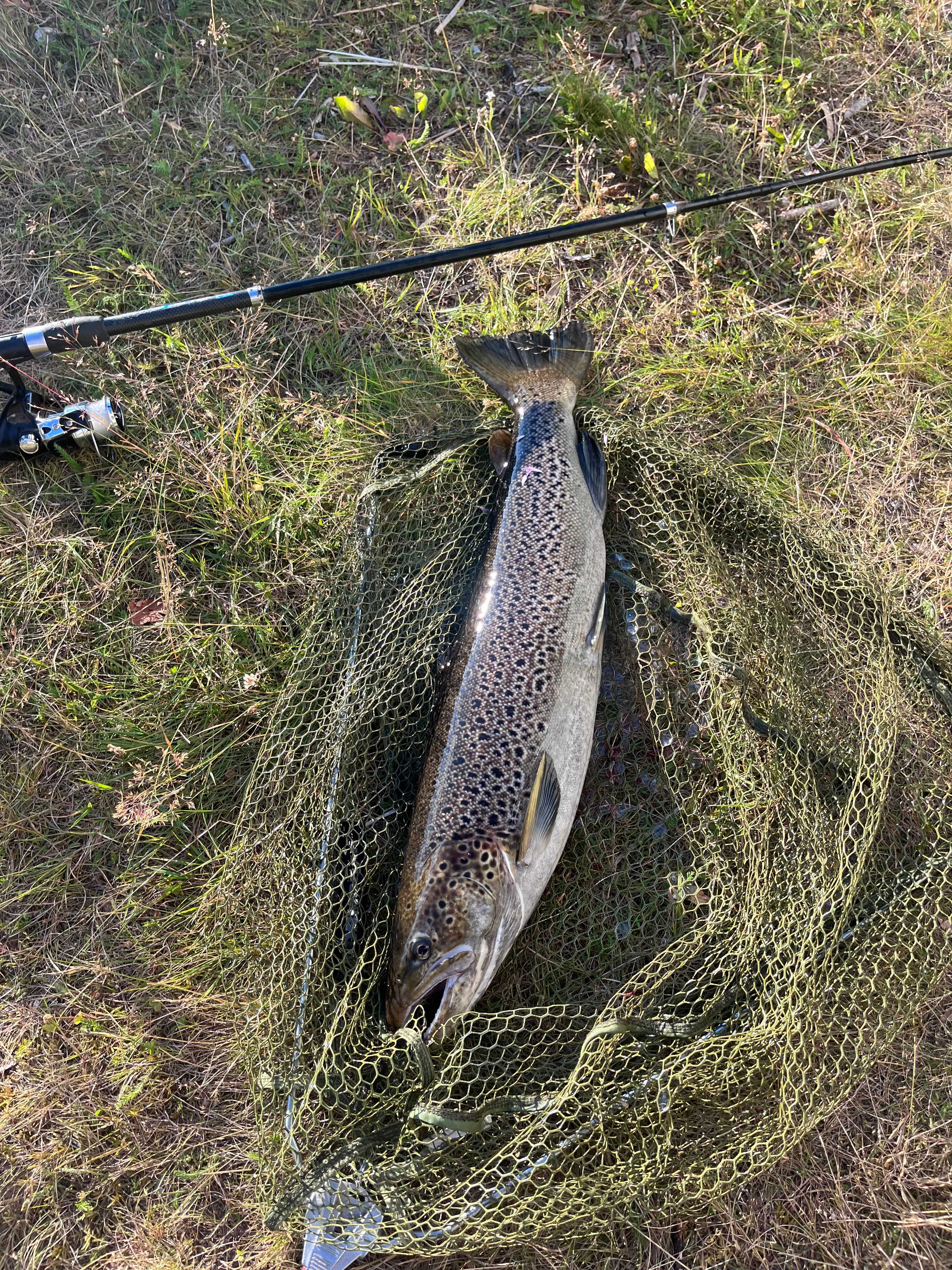 Kuva saaliista