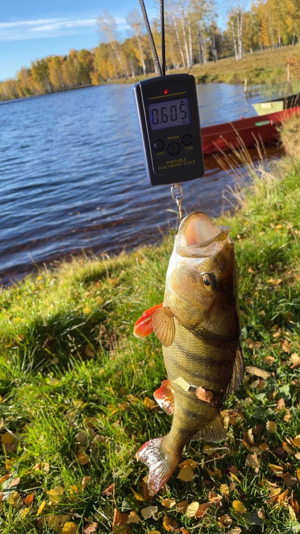 Fångstrapportbild