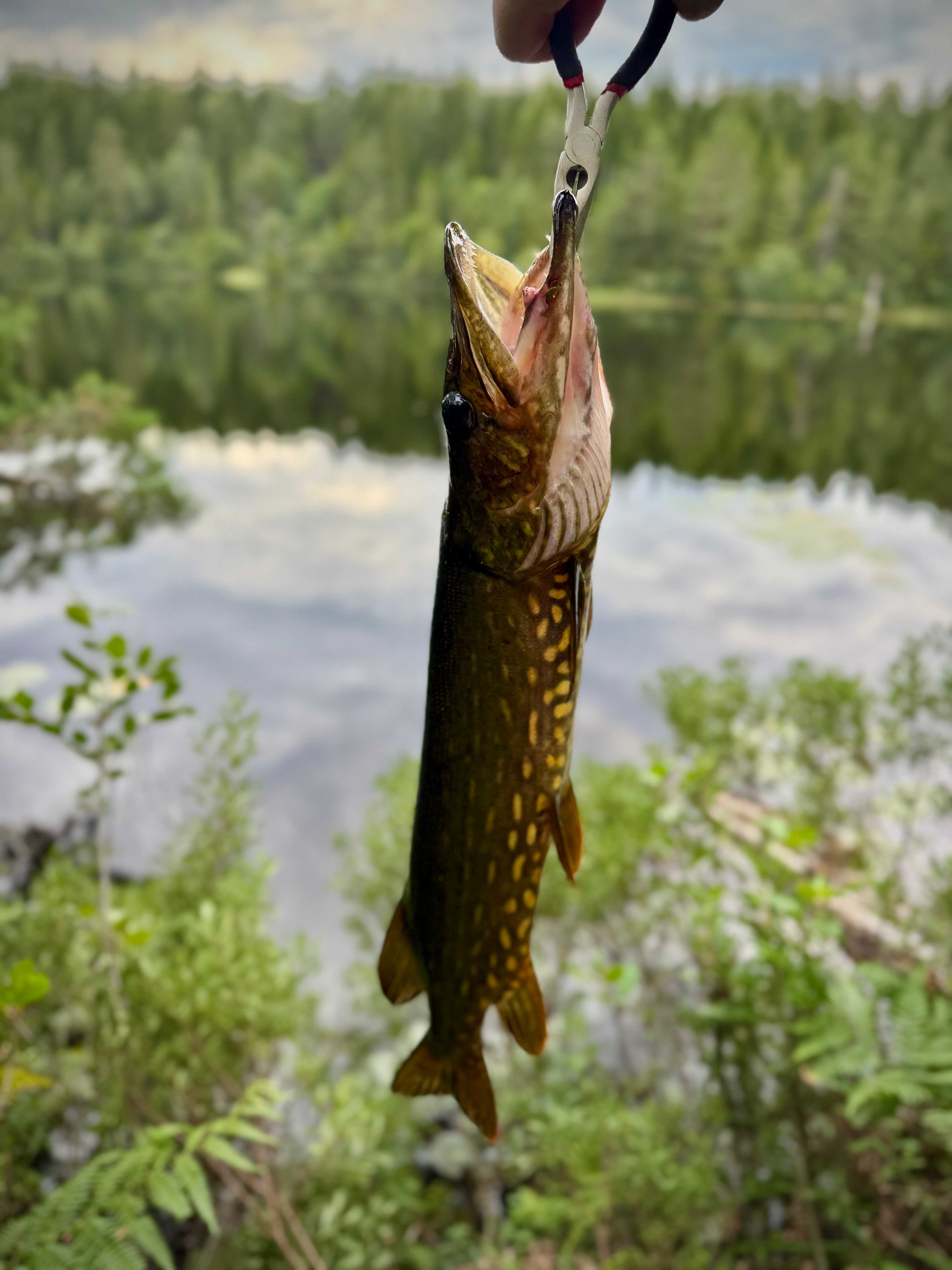 Kuva saaliista