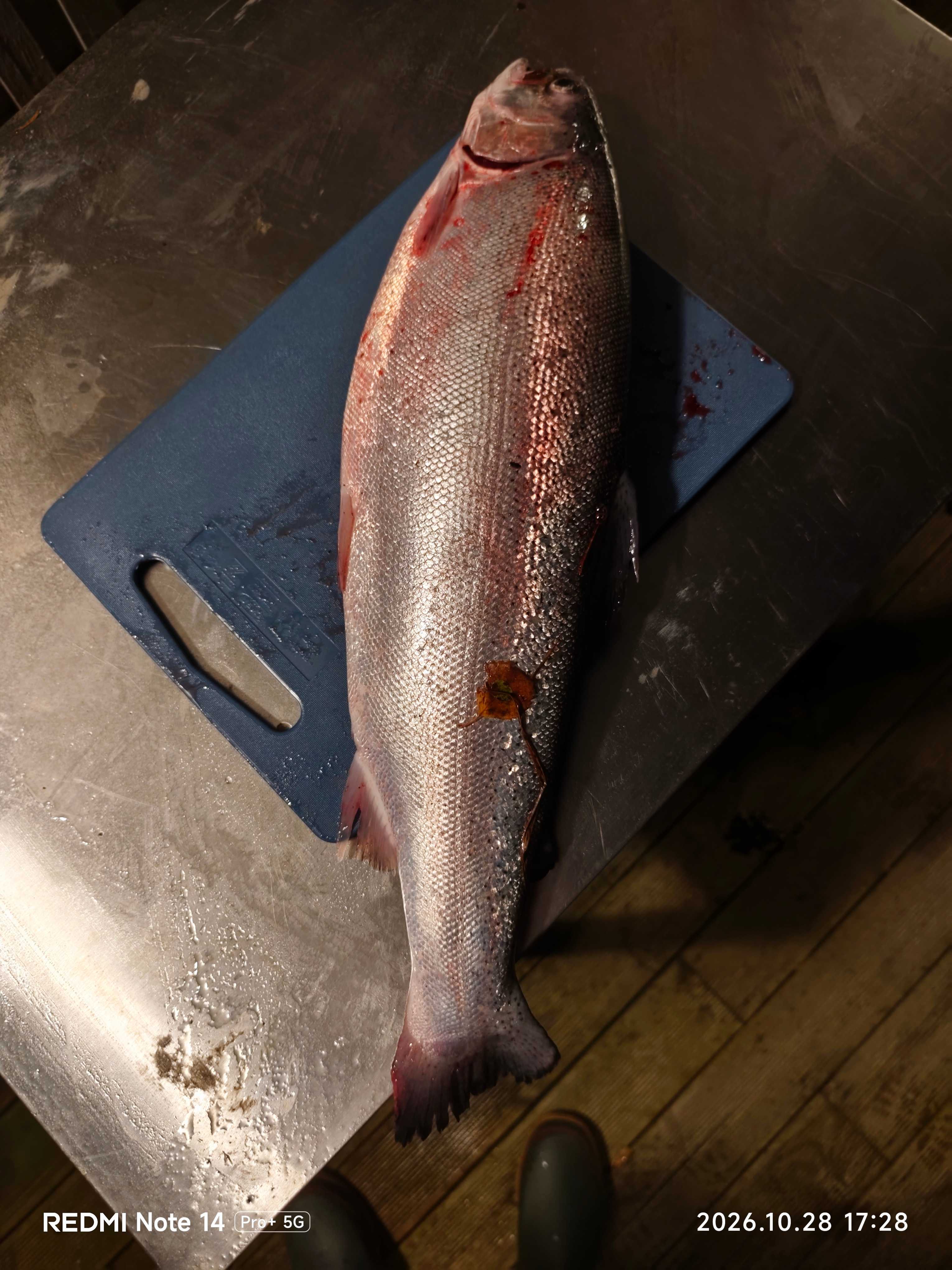 Image of catch