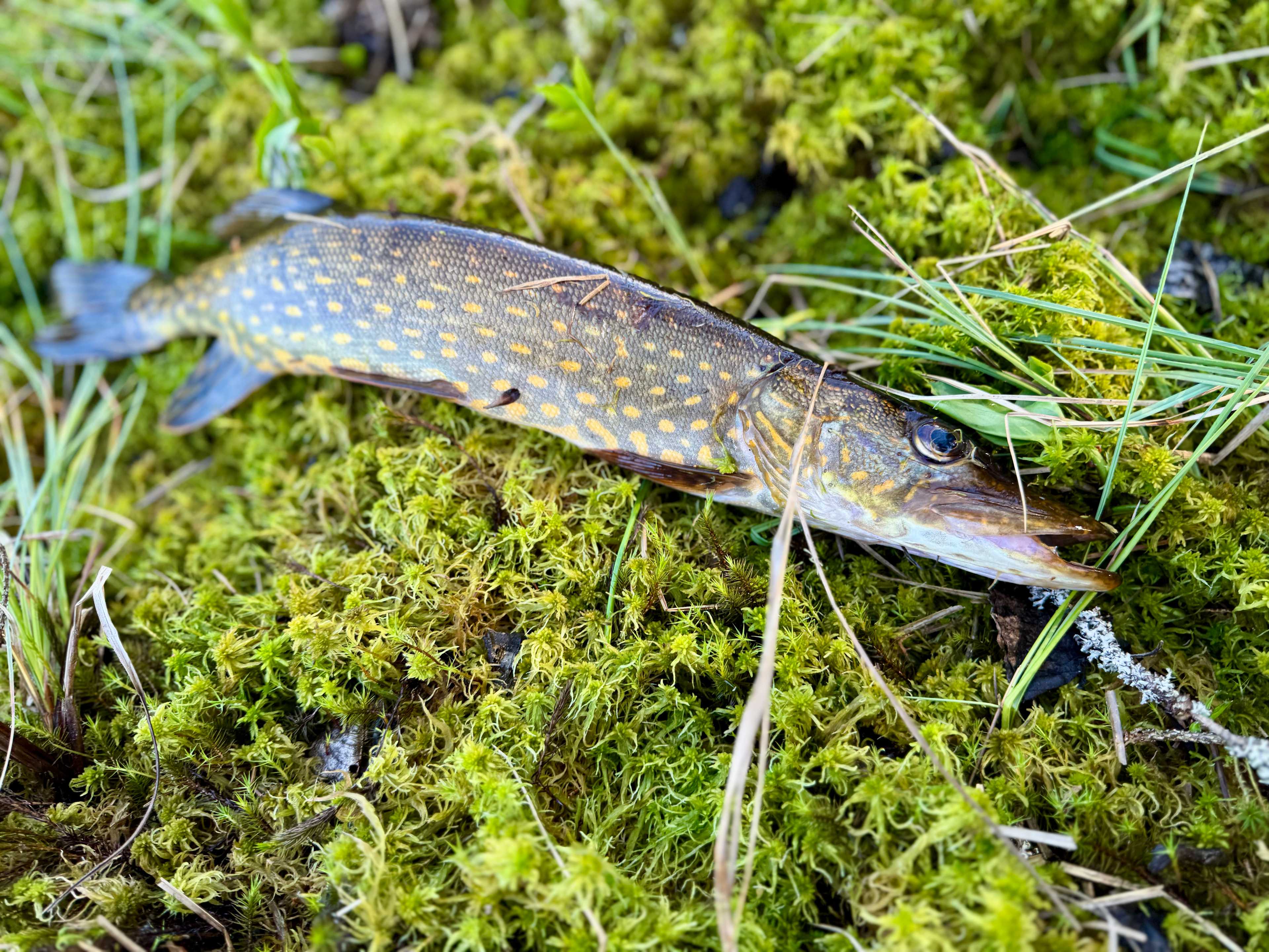 Kuva saaliista