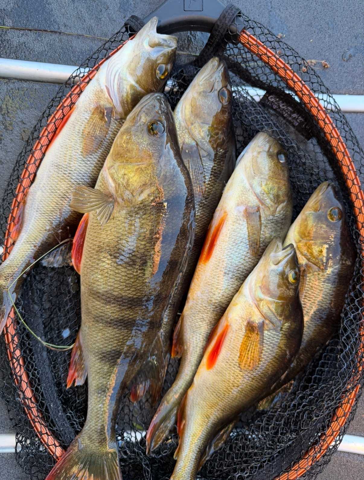 Kuva saaliista