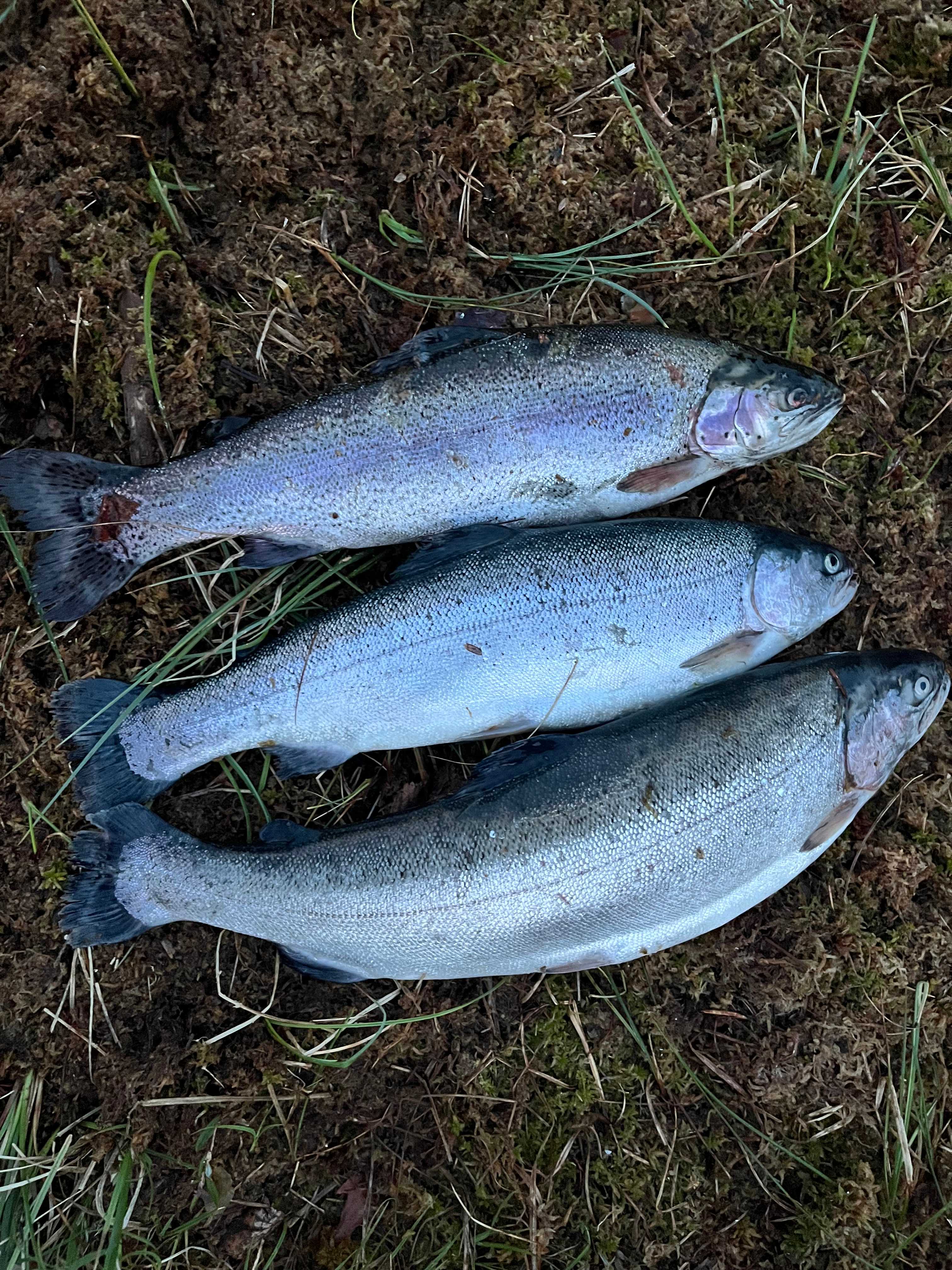 Kuva saaliista