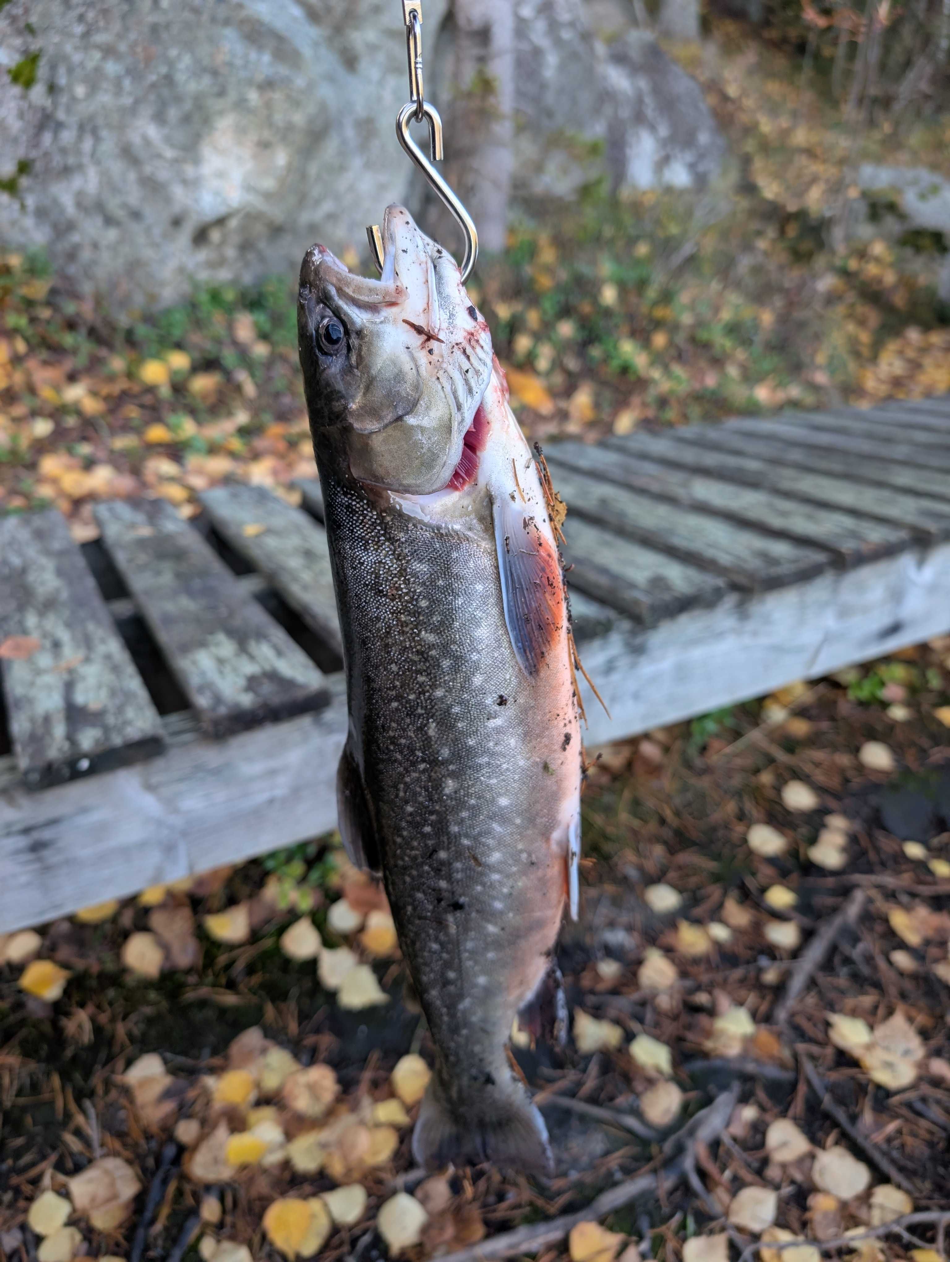 Fångstrapportbild