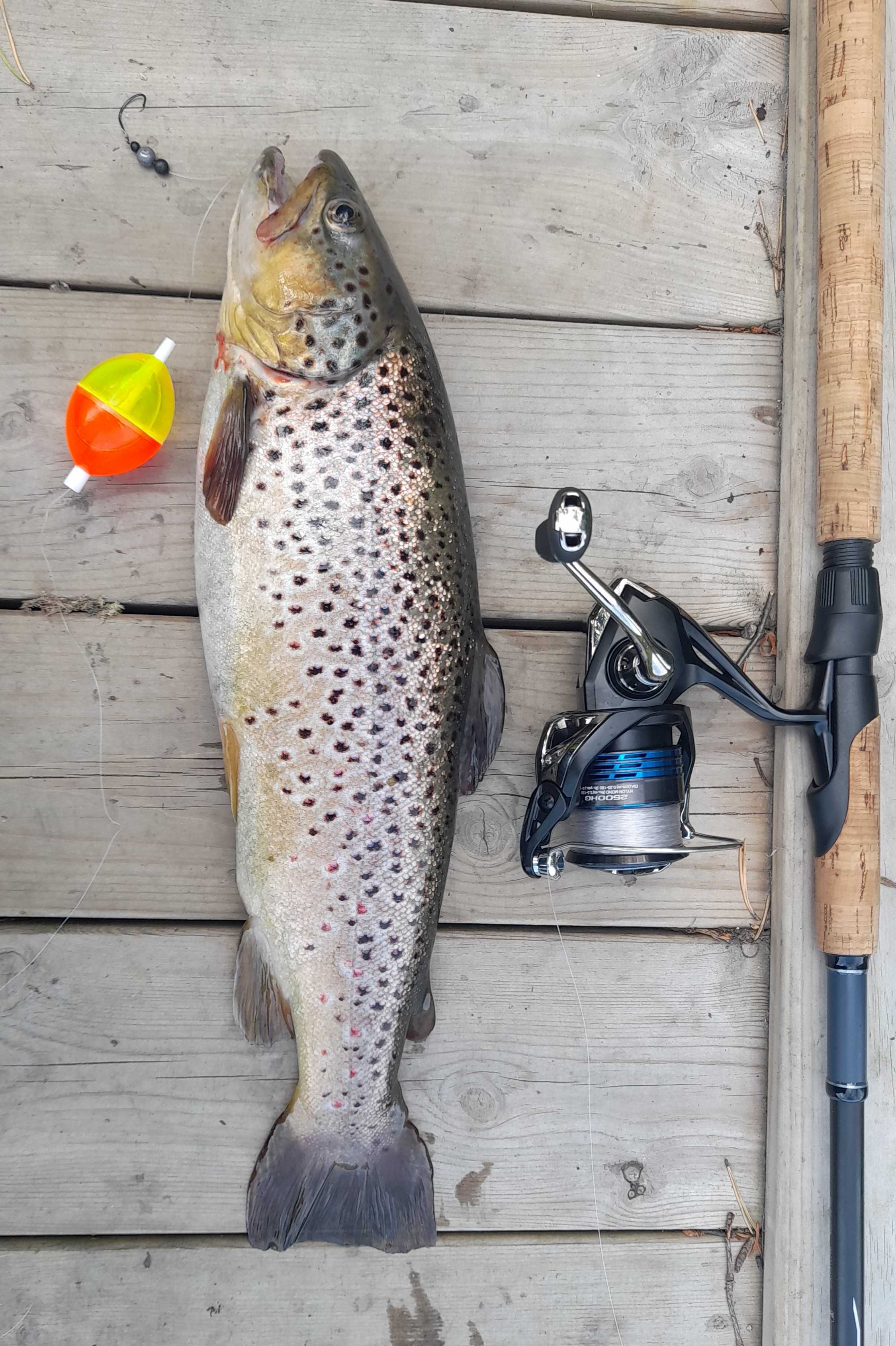 Bild des Fangs