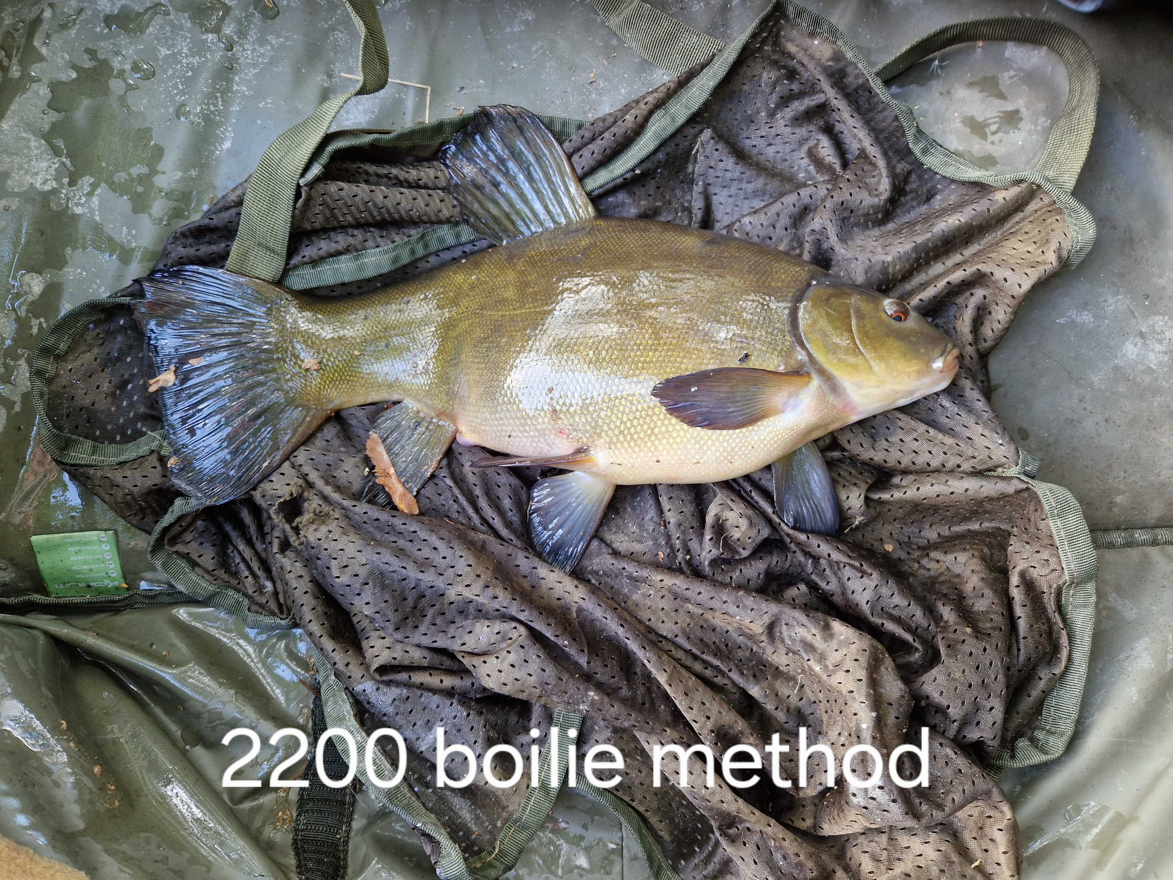 Kuva saaliista