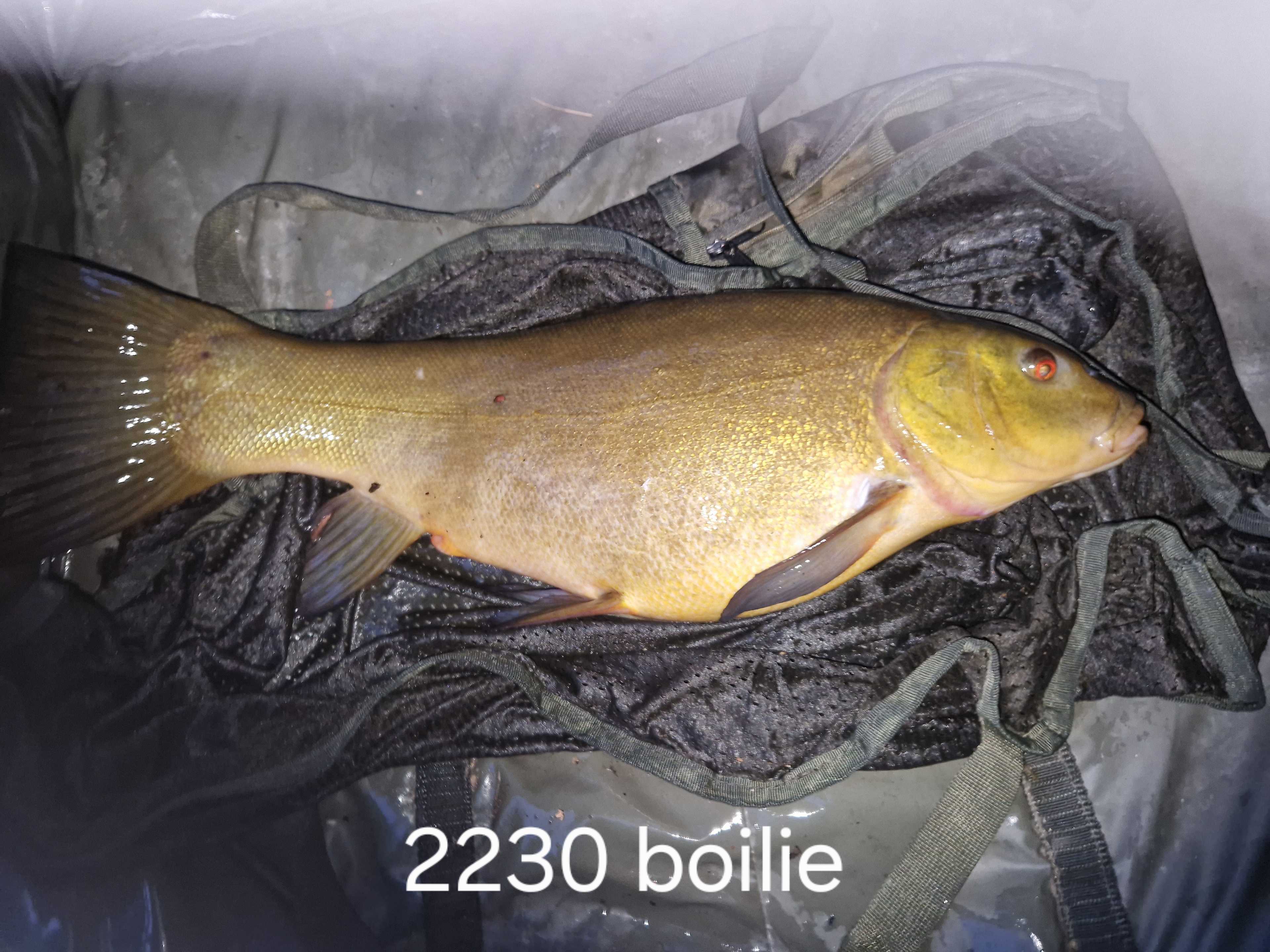 Kuva saaliista