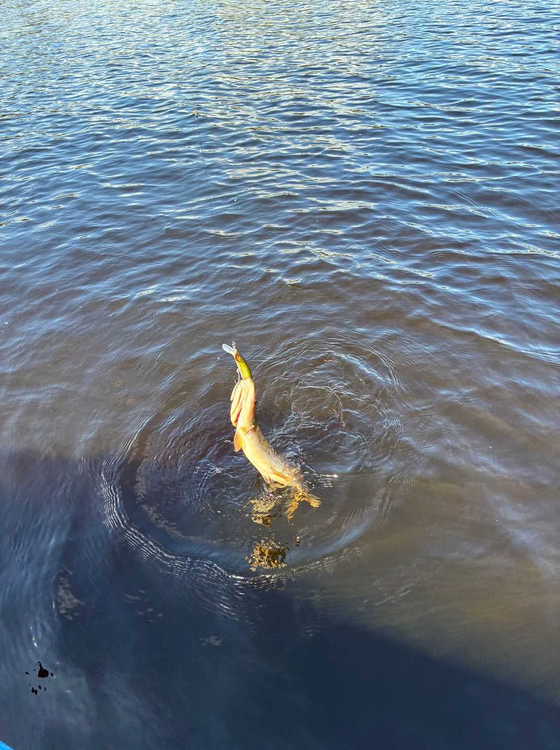 Bild des Fangs