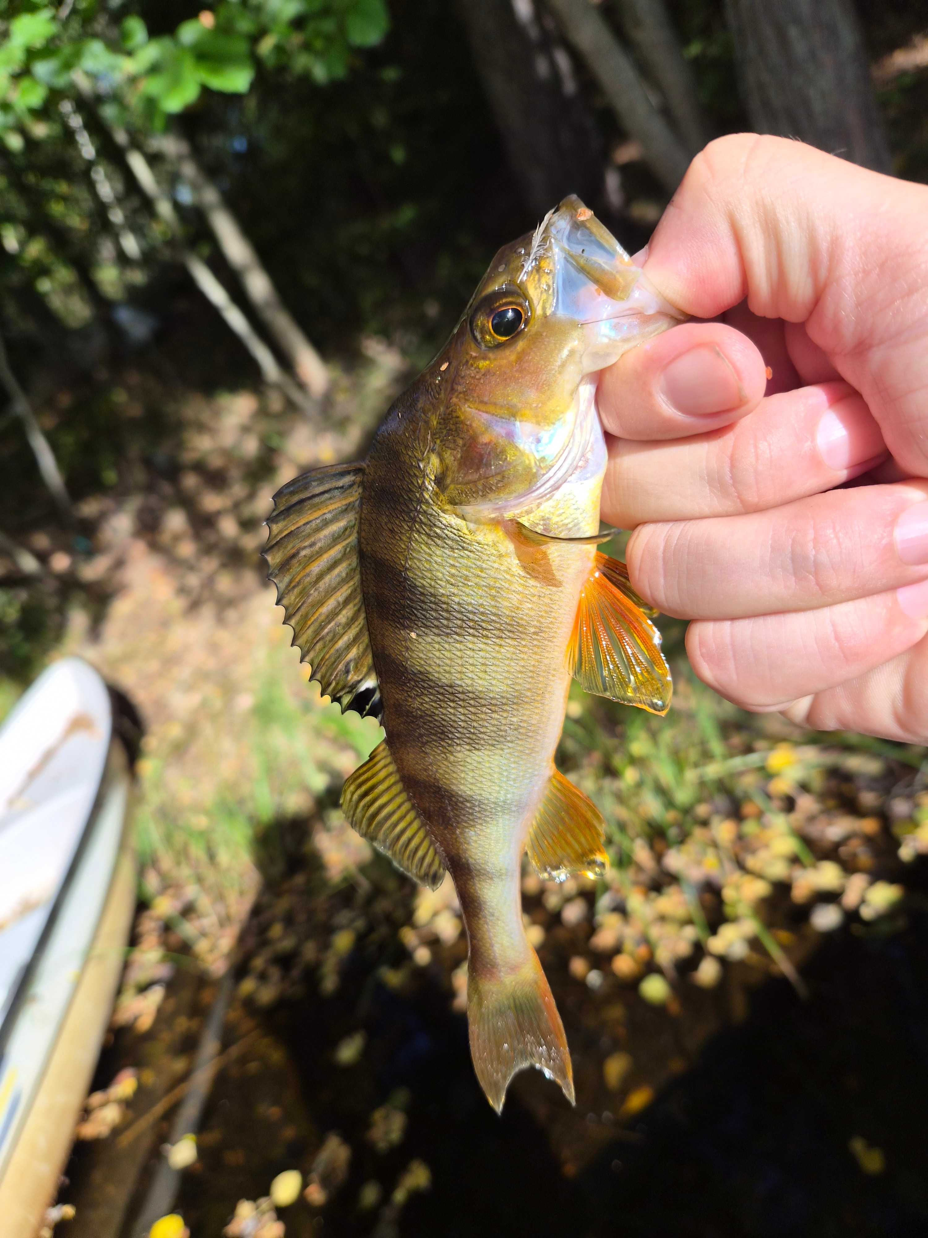 Image of catch