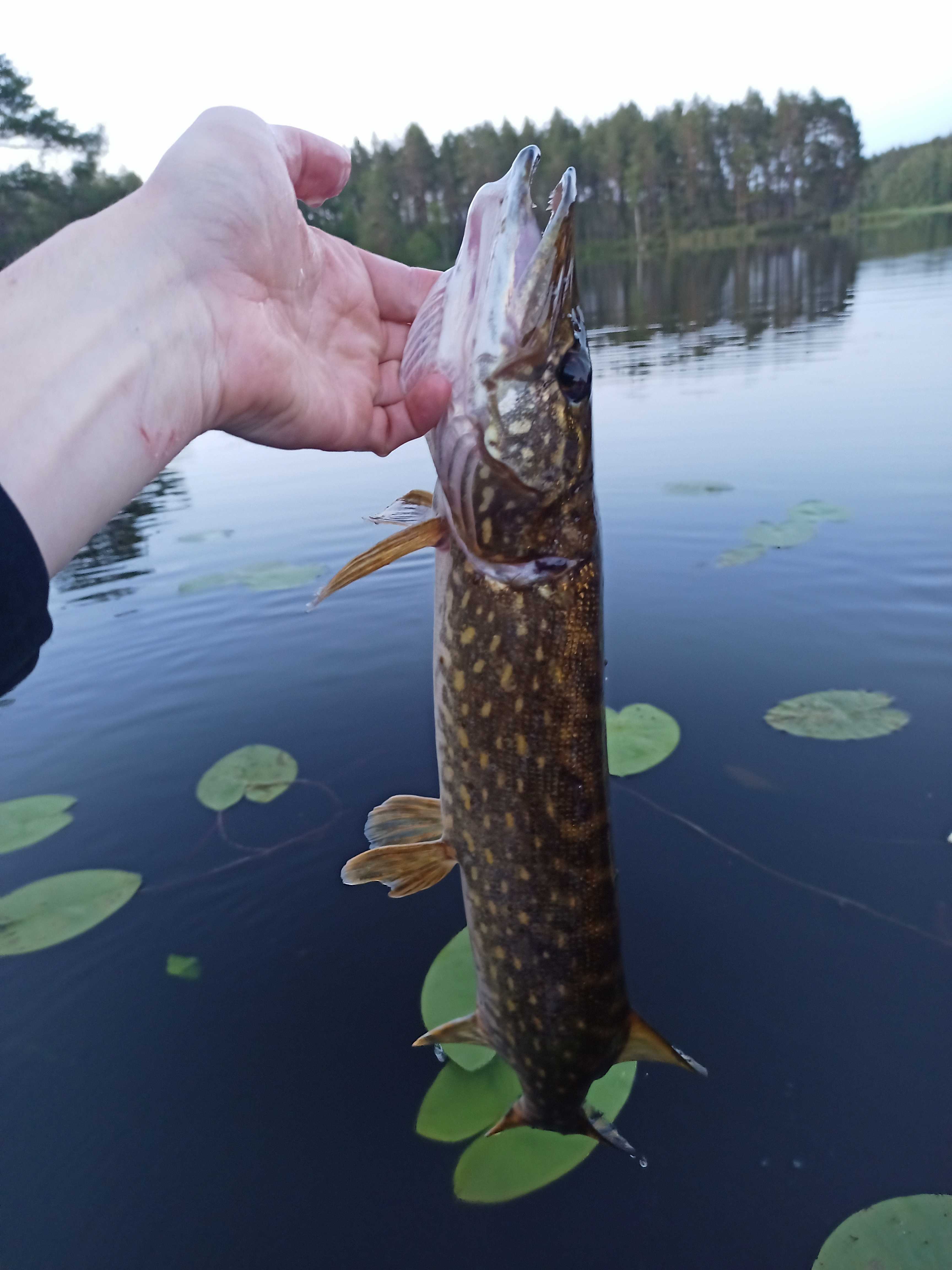 Kuva saaliista