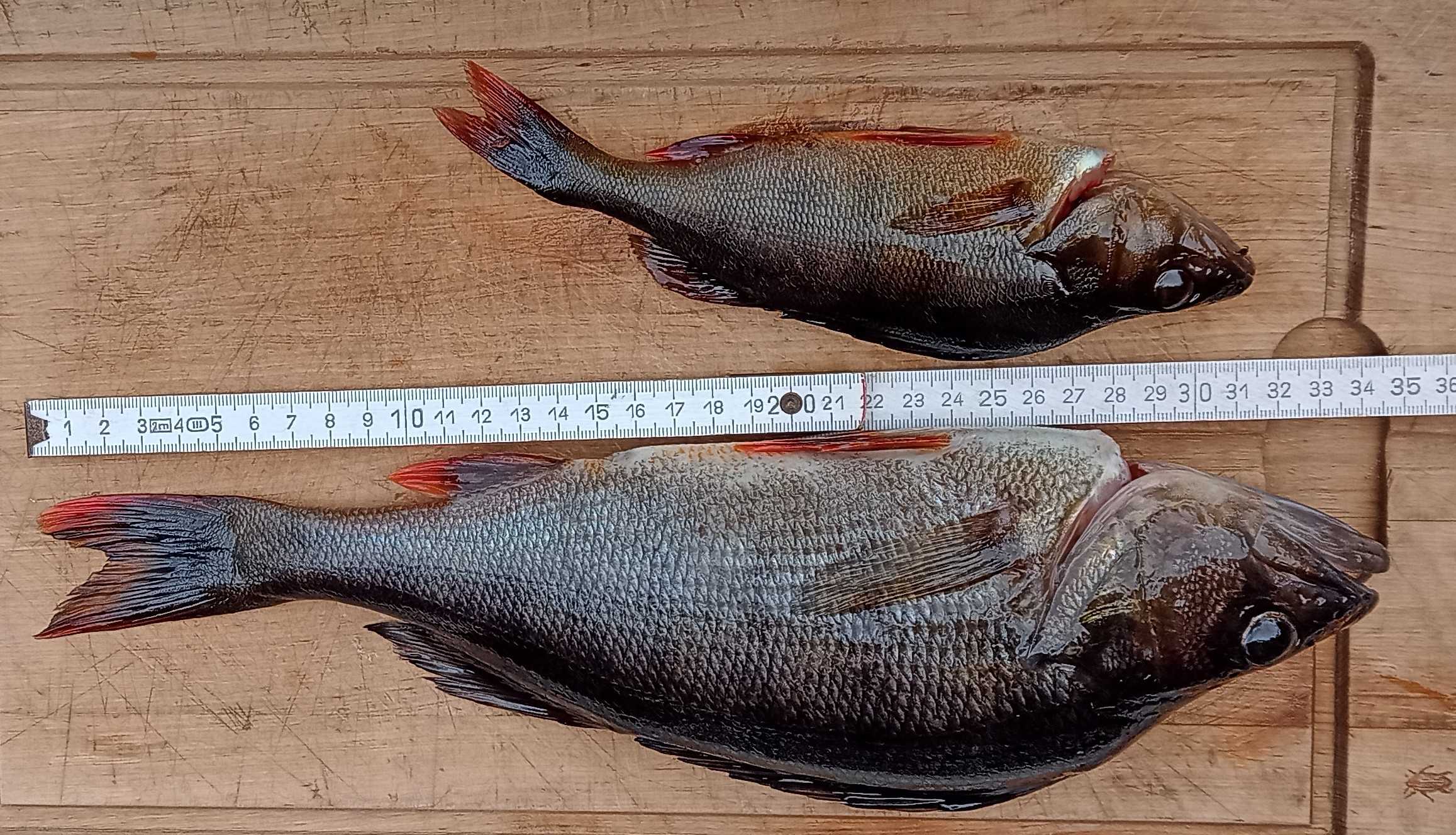 Kuva saaliista