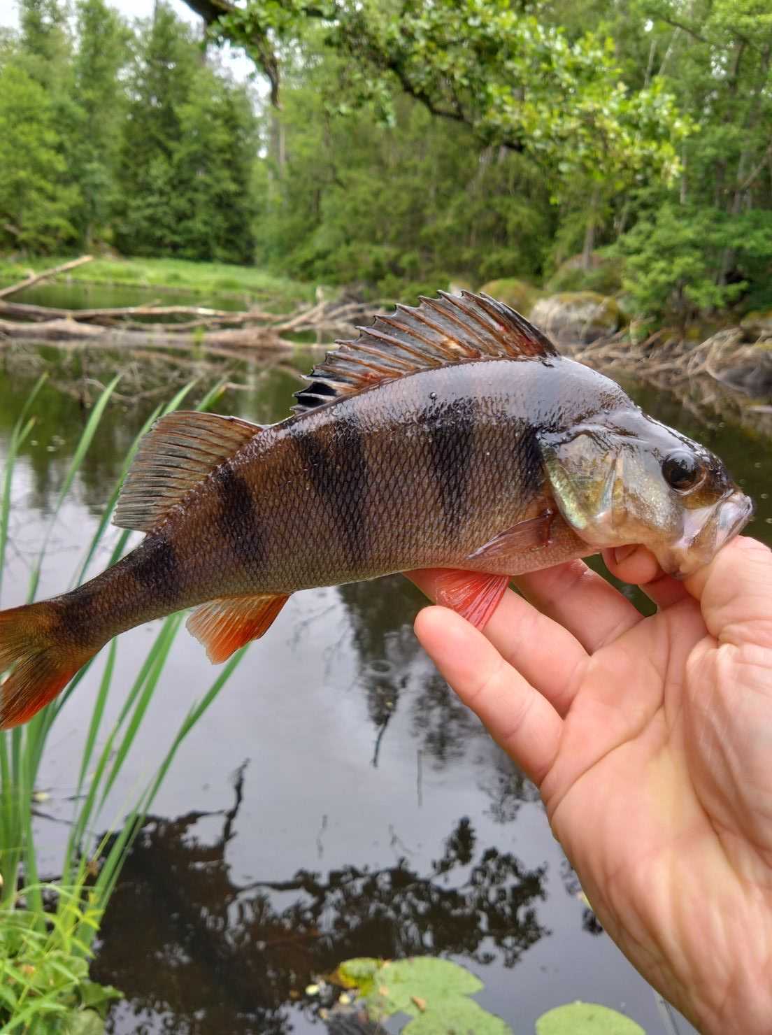 Kuva saaliista