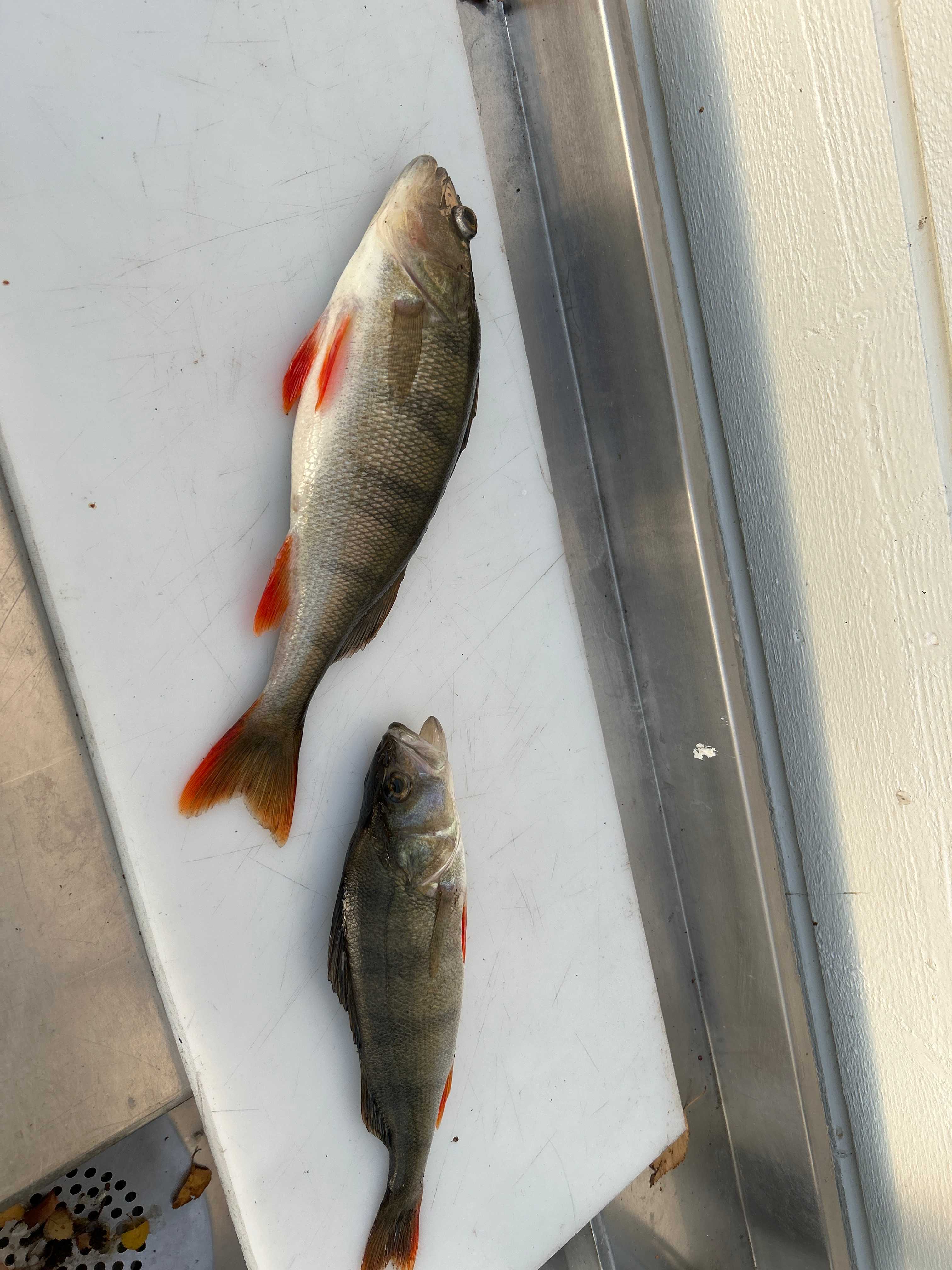 Image of catch