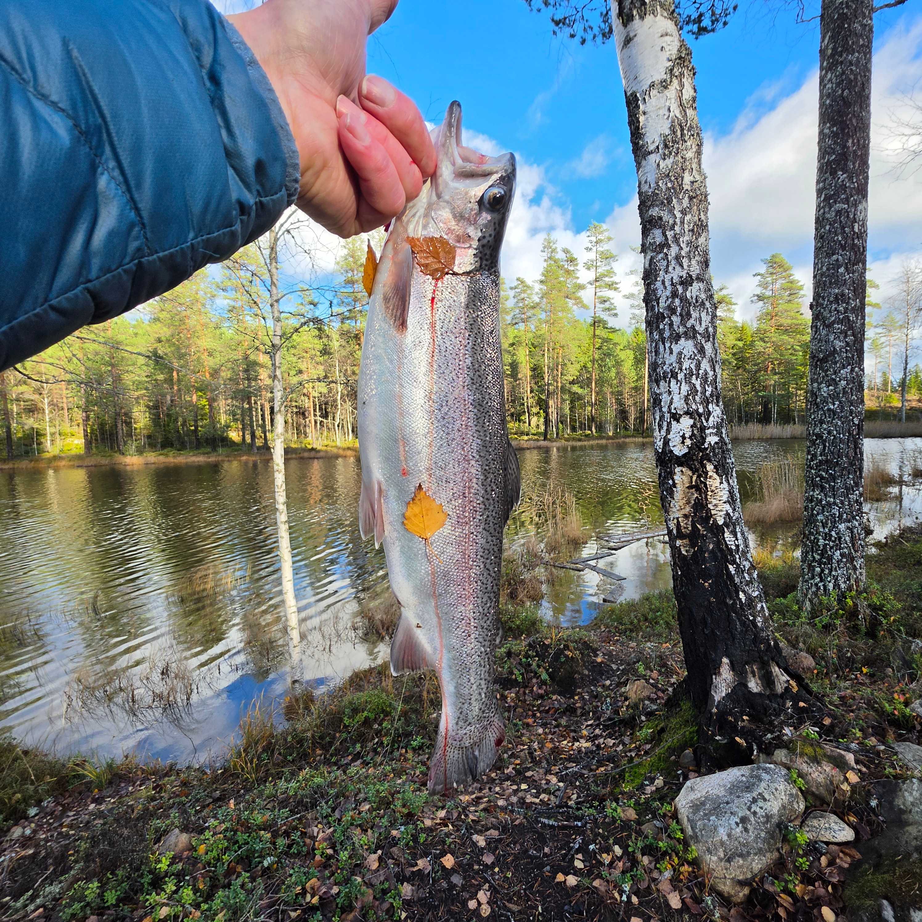 Image of catch