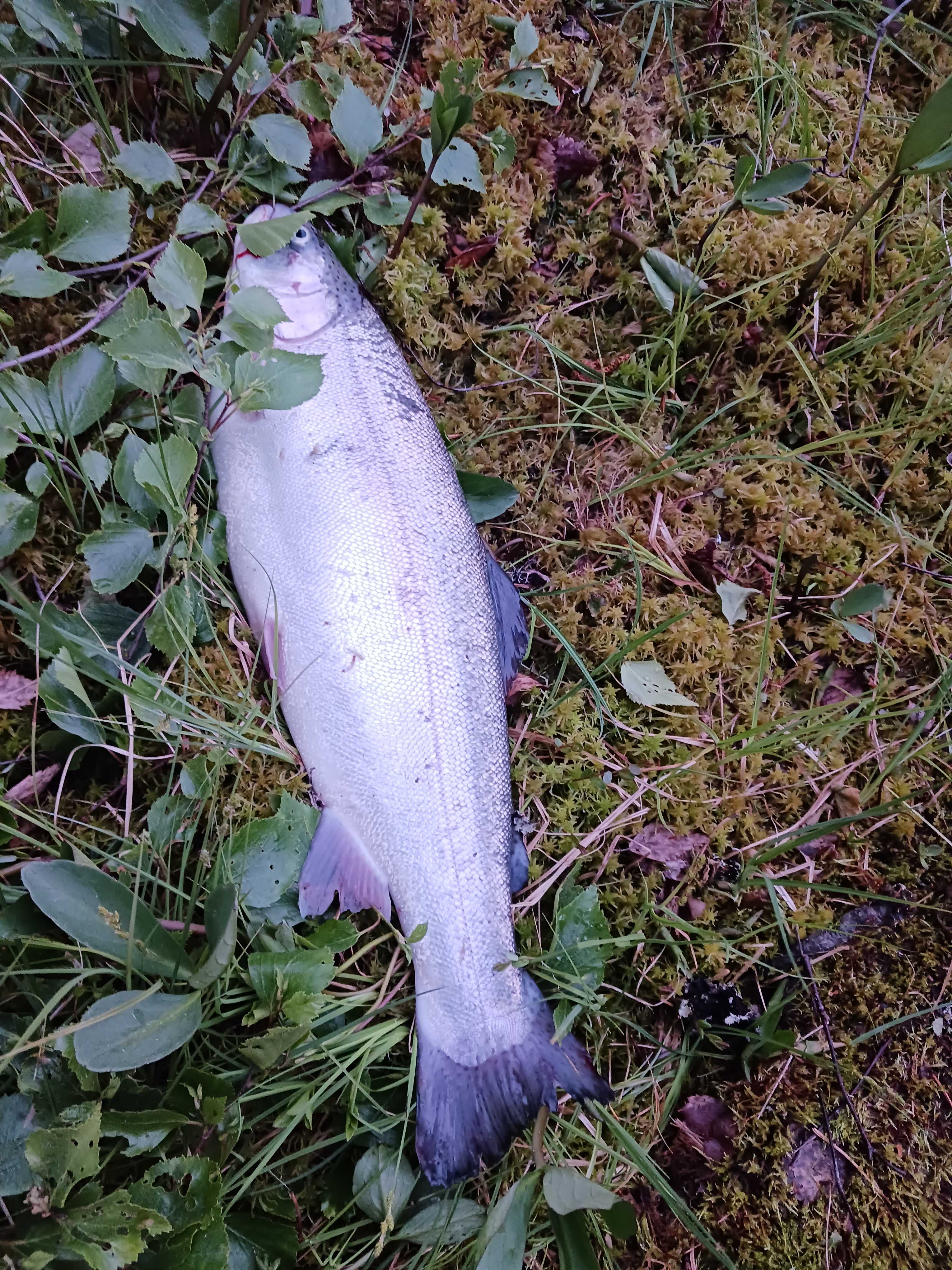 Kuva saaliista