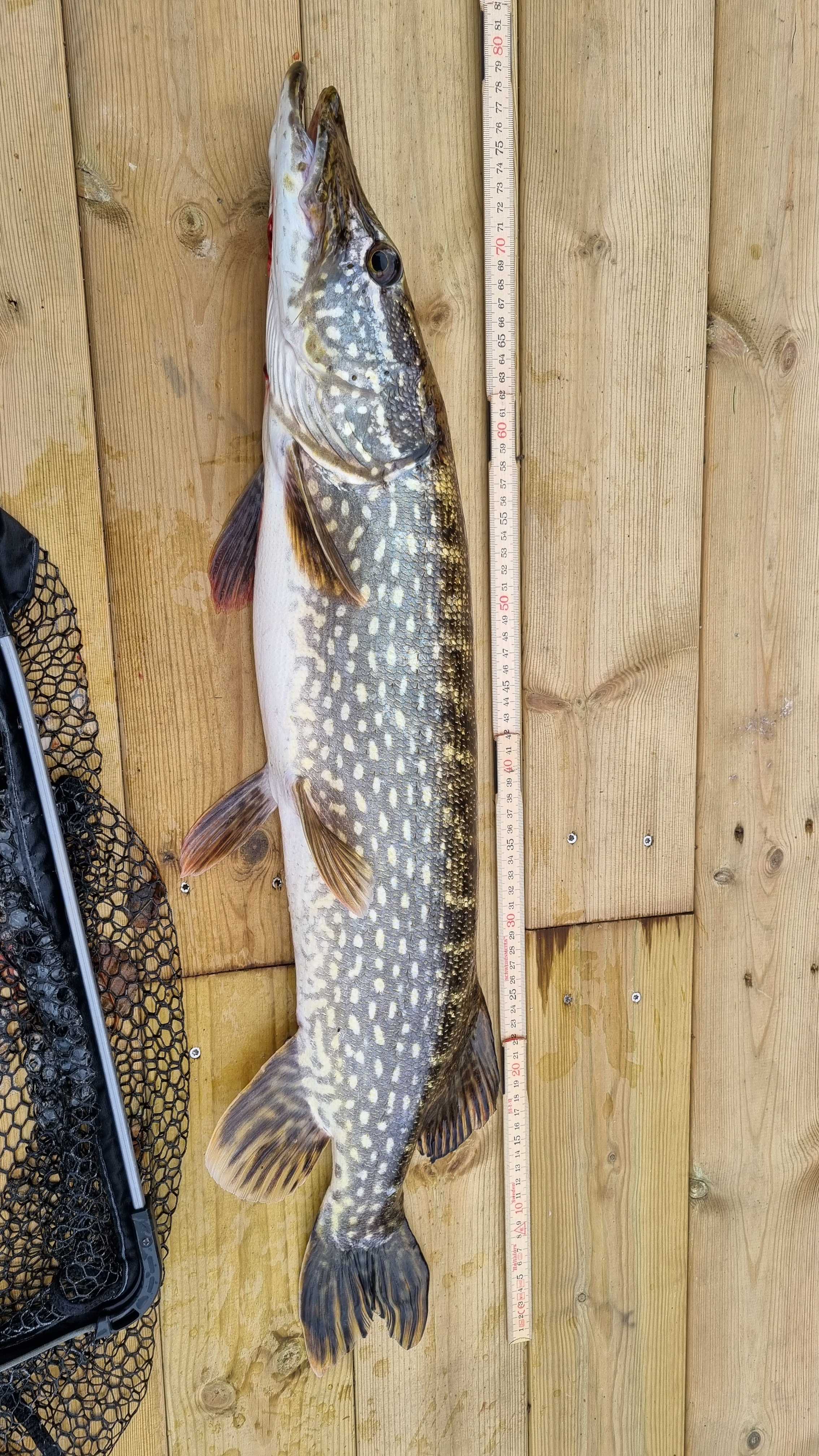 Image of catch