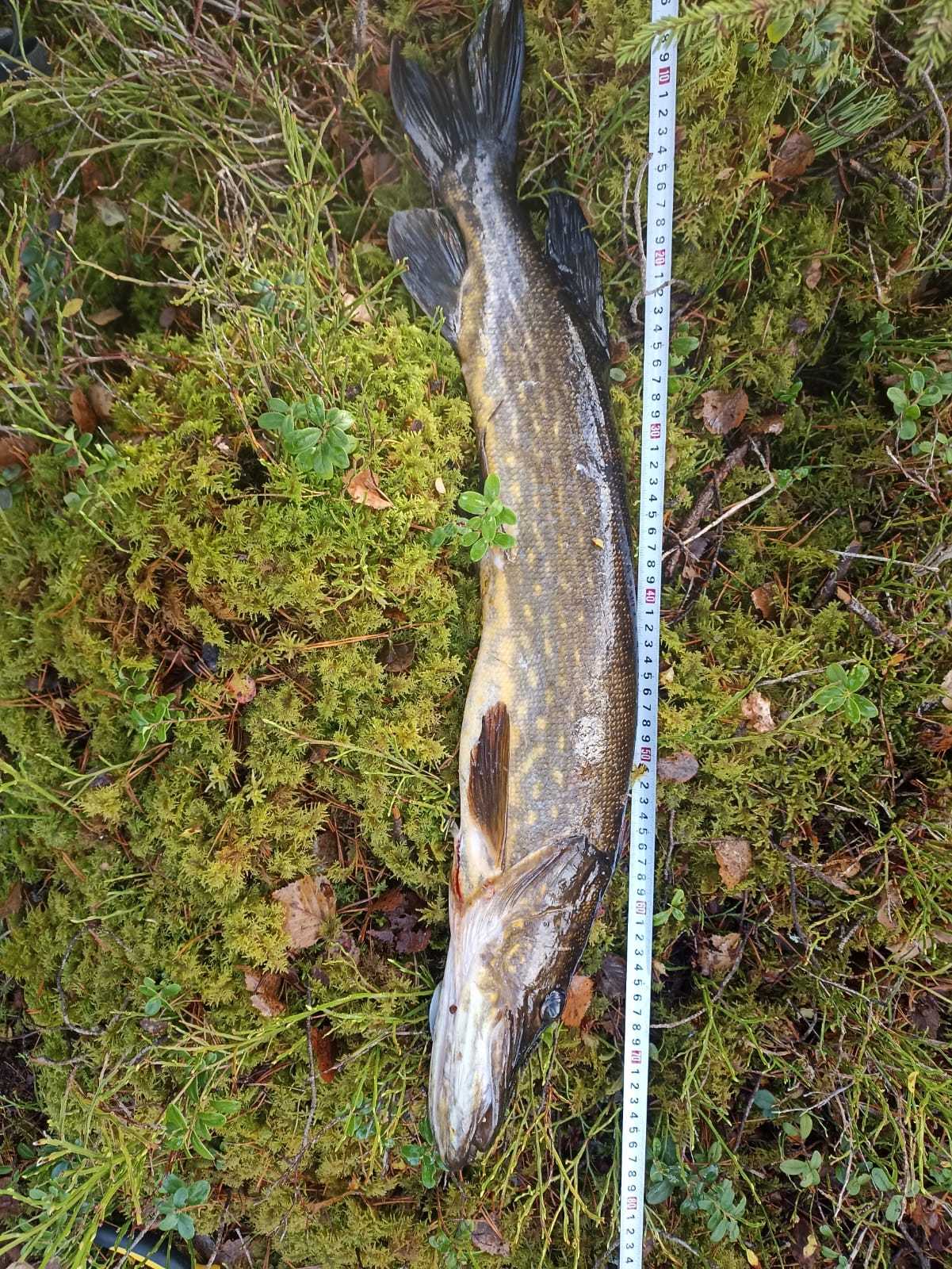 Image of catch