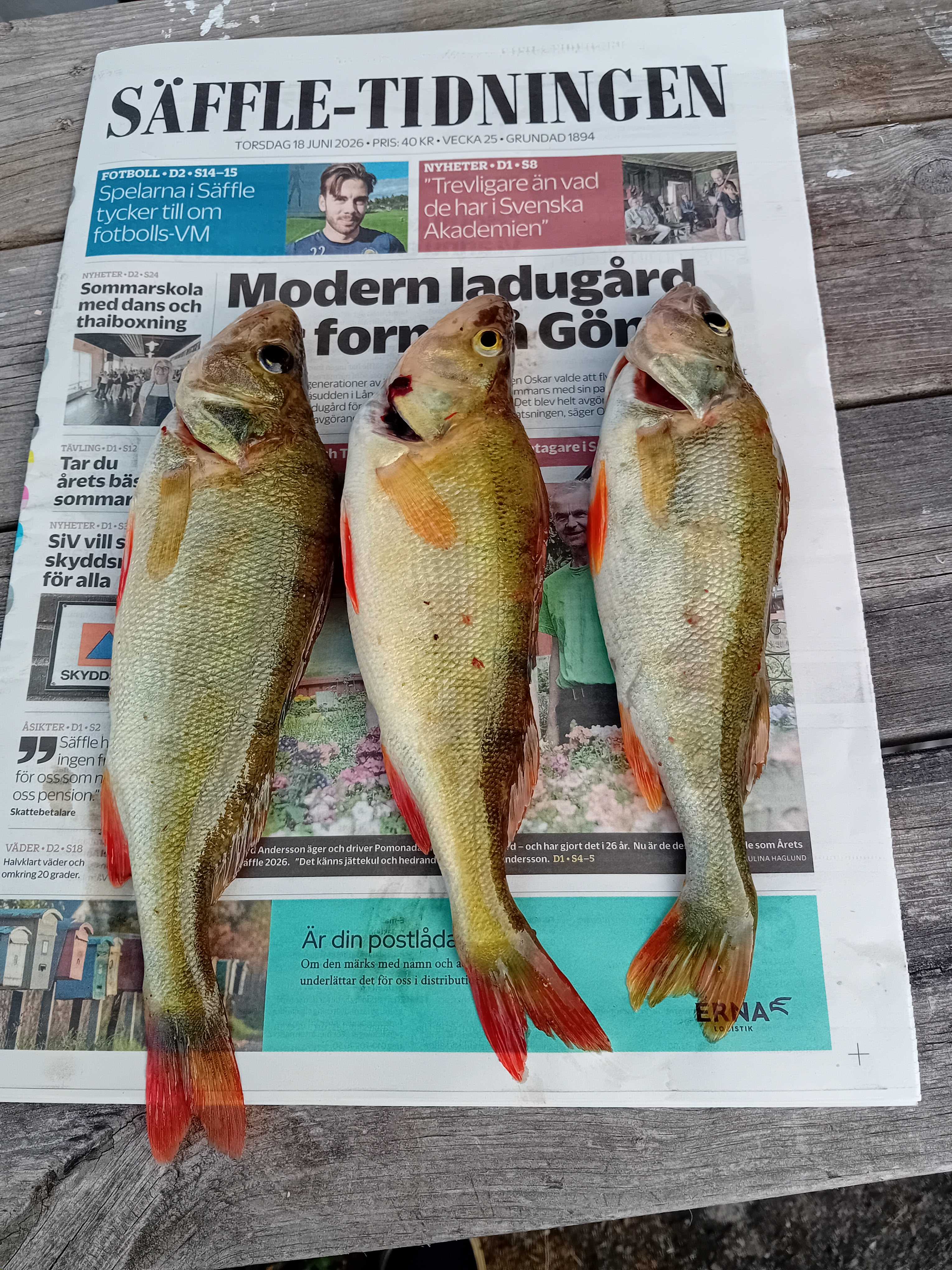 Kuva saaliista