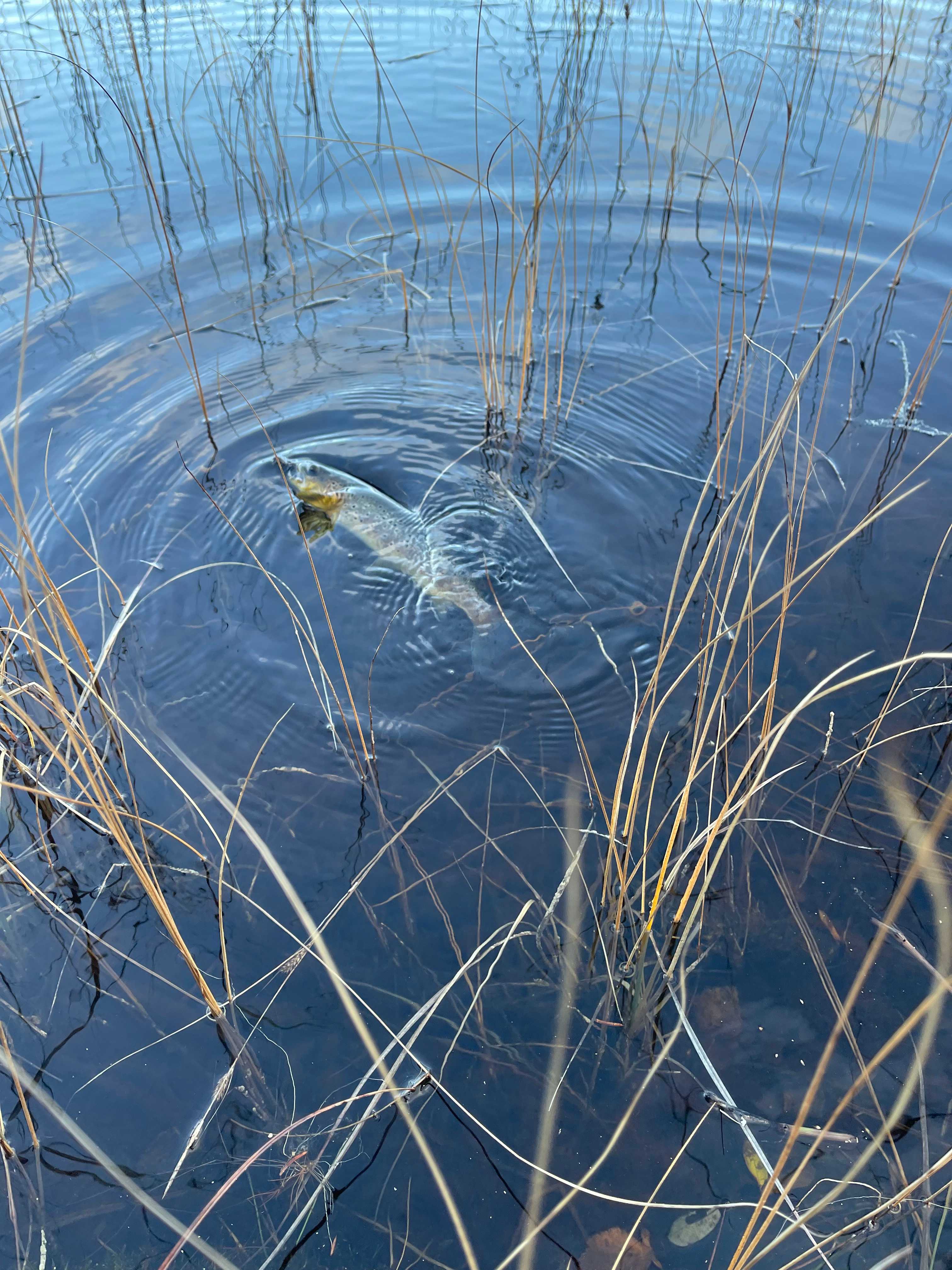 Image of catch