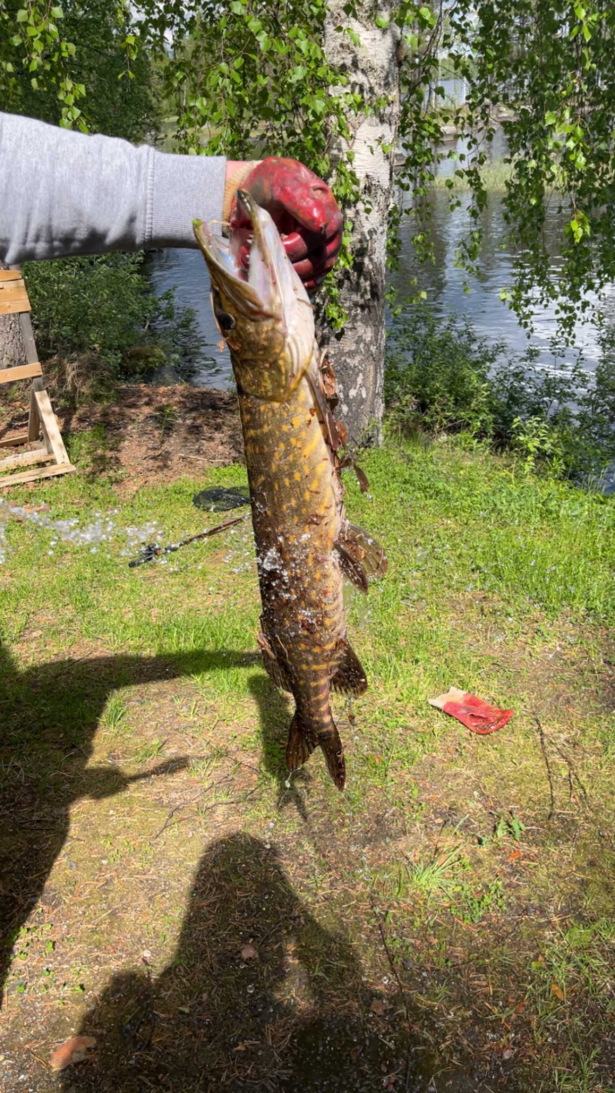 Kuva saaliista