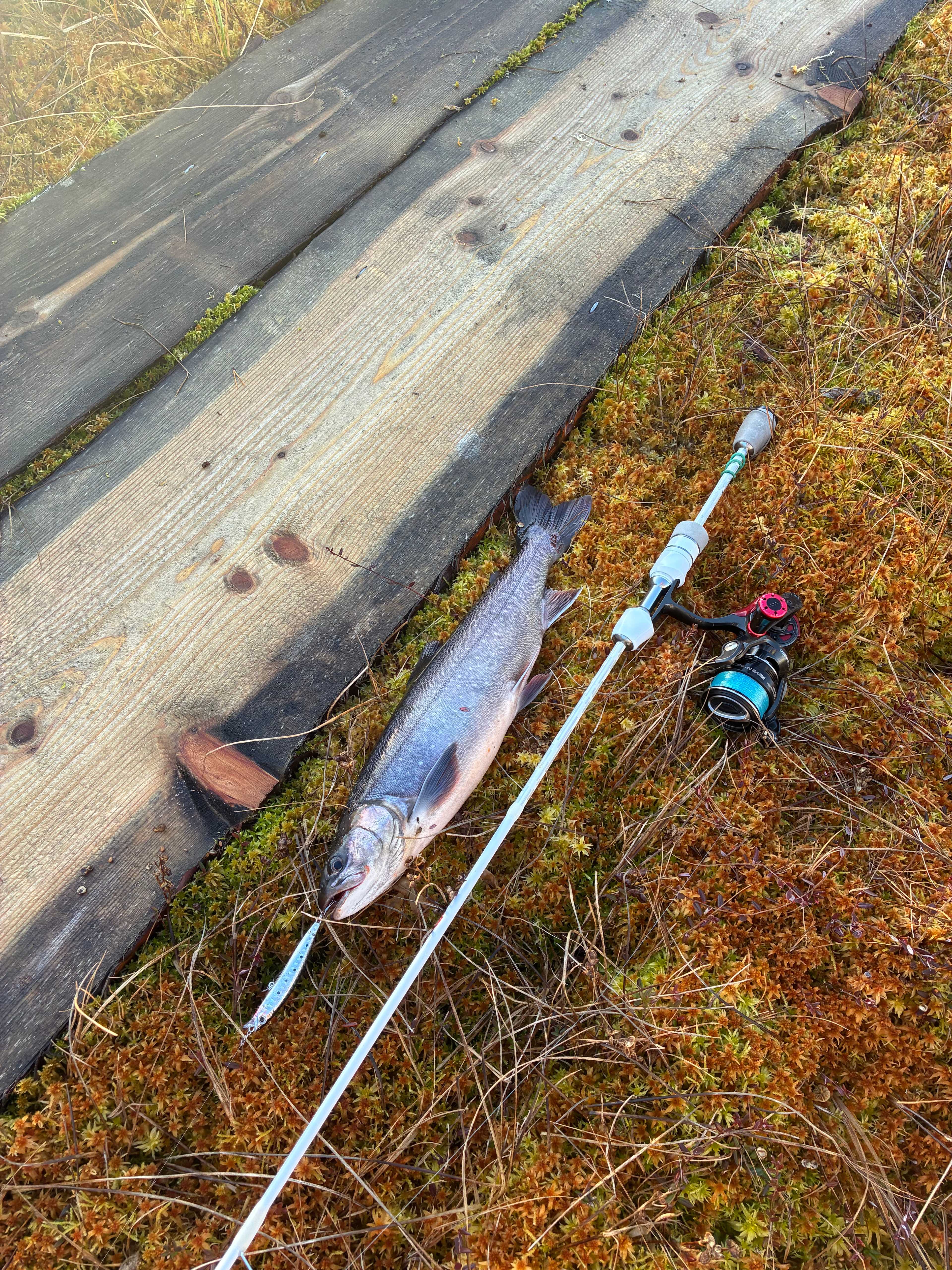 Fångstrapportbild