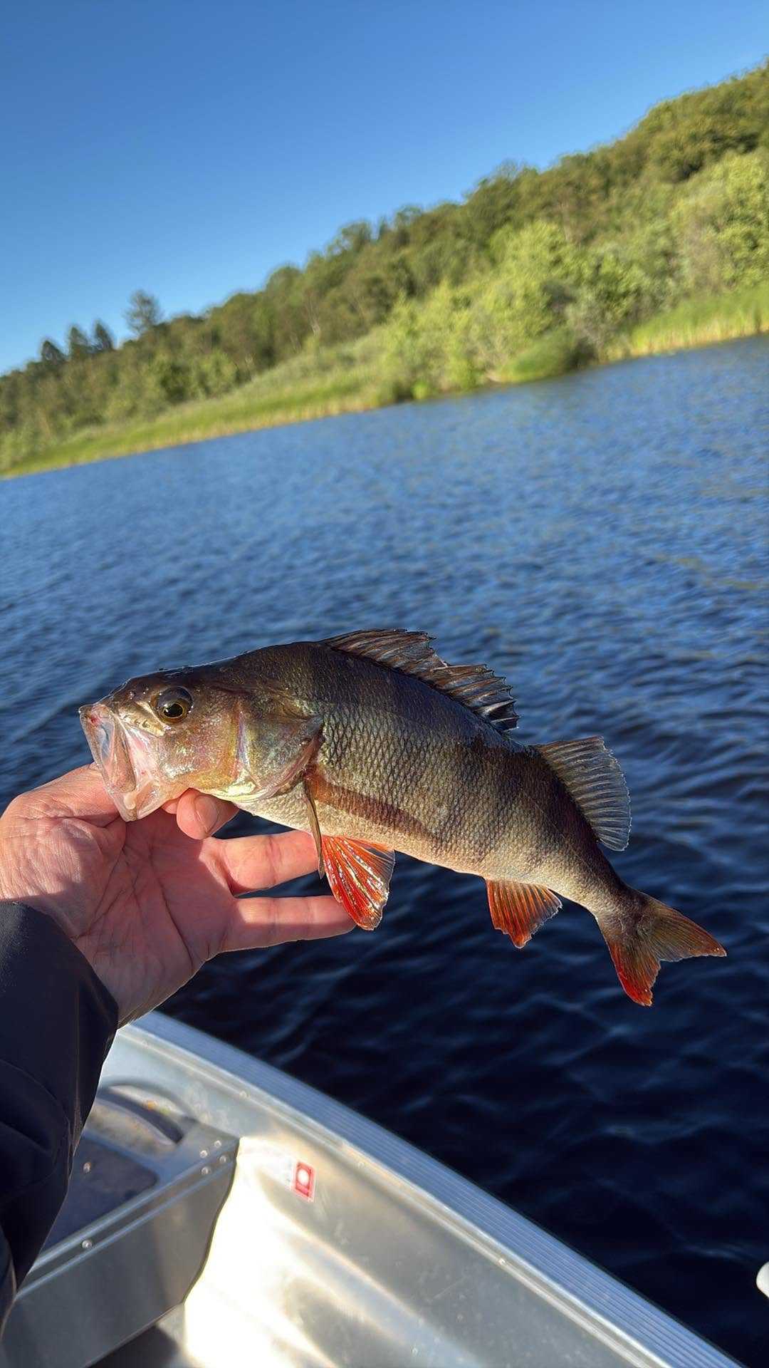 Kuva saaliista